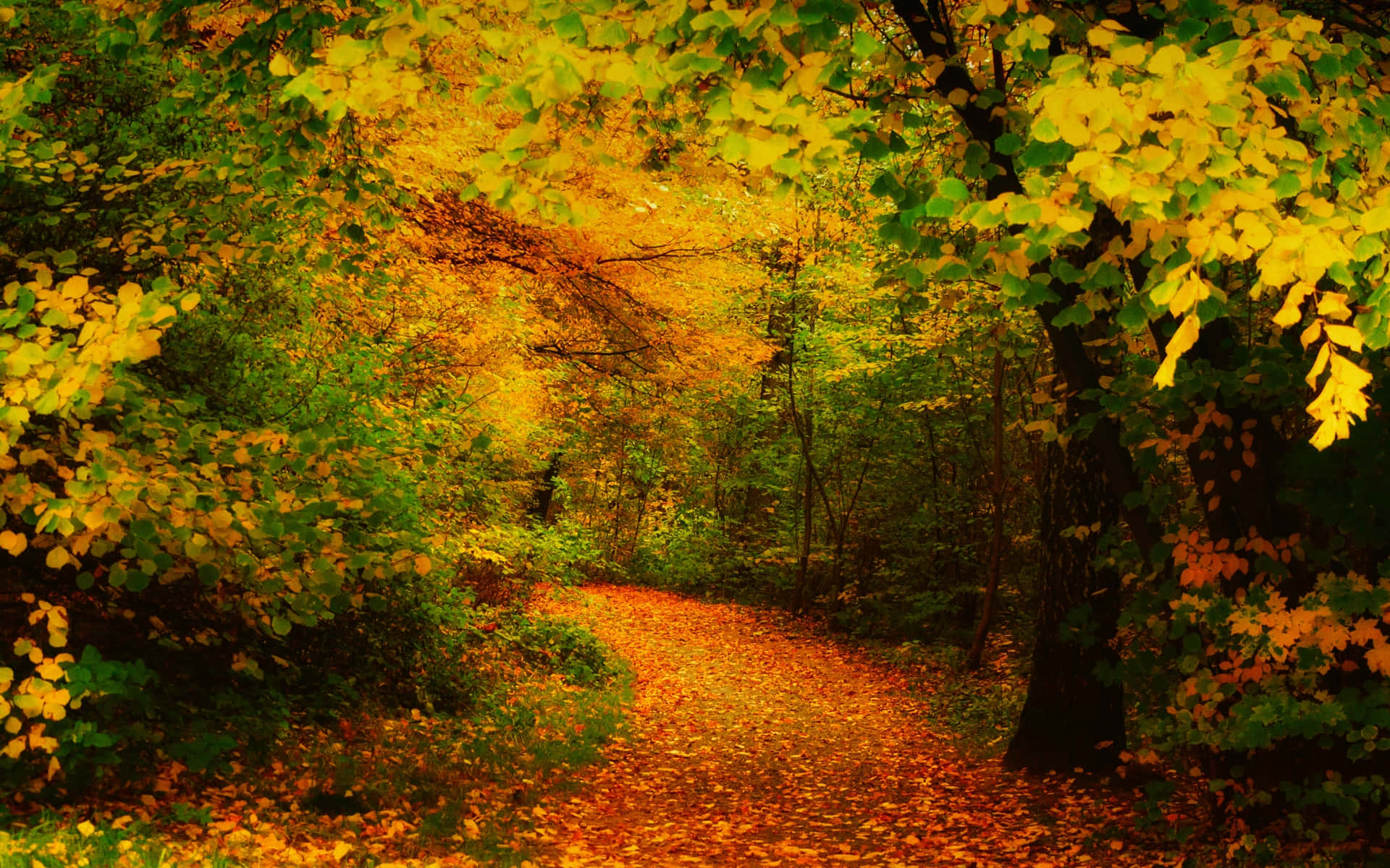 Autumn Trails 桌布 壁紙 — 一條蜿蜒的森林小徑鋪滿金黃色的秋葉，在充滿活力的黃色和綠色樹冠下拱起。