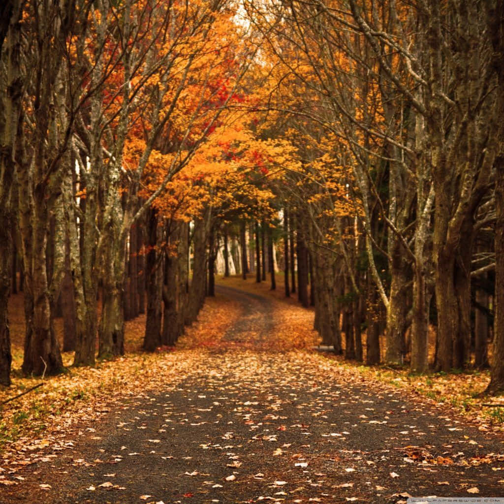 Fall iPad 桌布 壁紙 — 一條蜿蜒的森林小徑鋪滿金黃色的秋葉，在火紅橙黃的樹冠下伸向遠方。