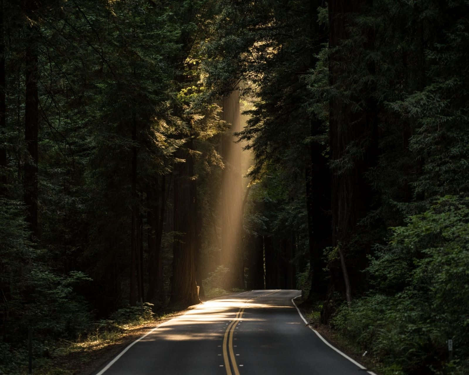 highway 桌布 壁紙 — 一條蜿蜒的森林小路沐浴在透過高聳樹木過濾的金色陽光中，營造出寧靜的自然隧道效果。