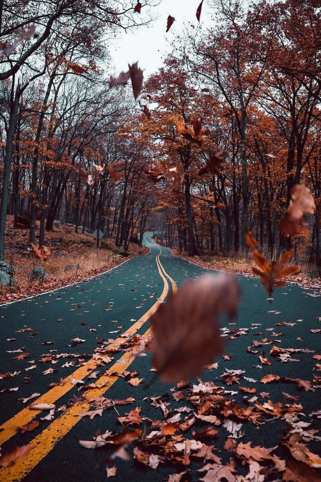 Fall 桌布 壁紙 — 一條蜿蜒的森林道路，覆蓋著飄落的秋葉，天空多雲。