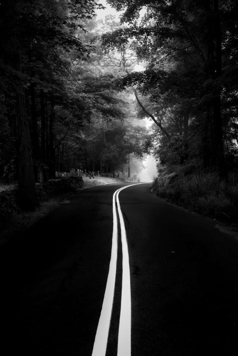 Tumblr 桌布 壁紙 — 一條蜿蜒的森林道路彎入霧氣瀰漫的光線中，被茂密的樹木框住，呈現鮮明的黑白構圖。