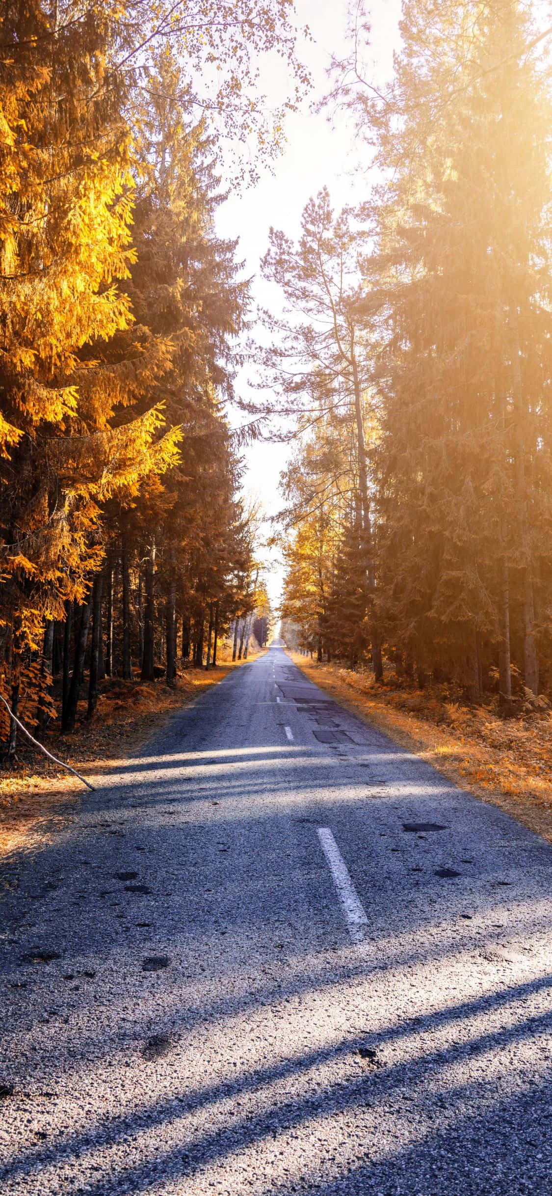iPhone X Nature 桌布 壁紙 — 一條蜿蜒的森林道路沐浴在金黃色的秋光中，高大的樹木在柏油路上投下長長的影子。