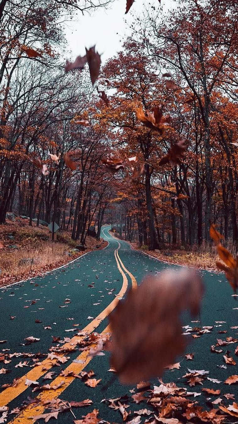 Beautiful Fall iPhone 桌布 壁紙 — 一條蜿蜒的森林道路穿過秋天的樹木，落葉在柏油上方的空氣中旋轉。