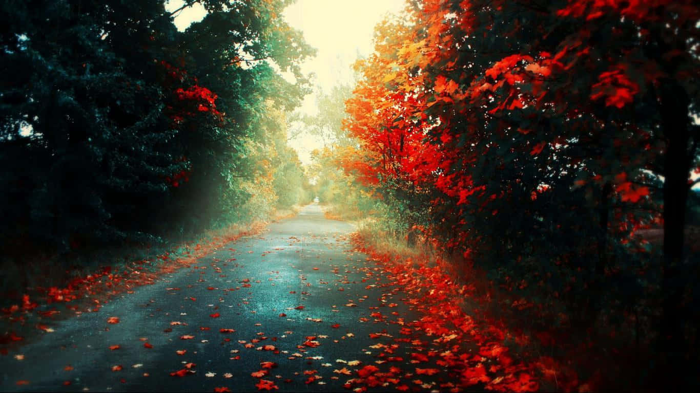 Autumn Leaves 桌布 壁紙 — 一條蜿蜒的森林道路覆蓋著紅色的秋葉，在透過樹木過濾的溫暖光線中閃耀。