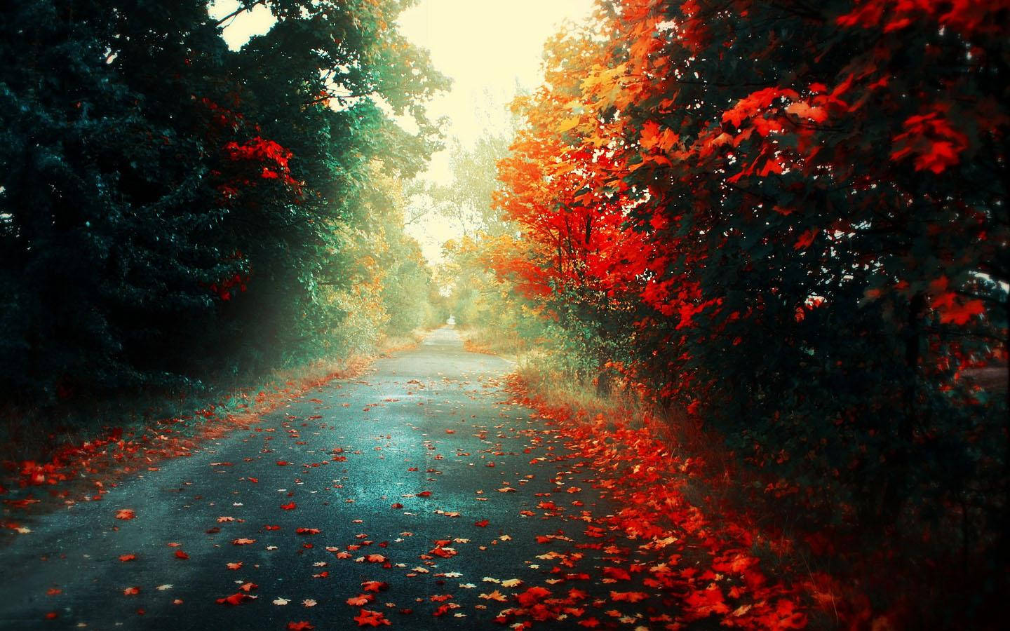 natural 桌布 壁紙 — 一條蜿蜒的森林道路覆蓋著紅色的秋葉，在透過色彩繽紛的樹木過濾的柔和陽光下閃耀。