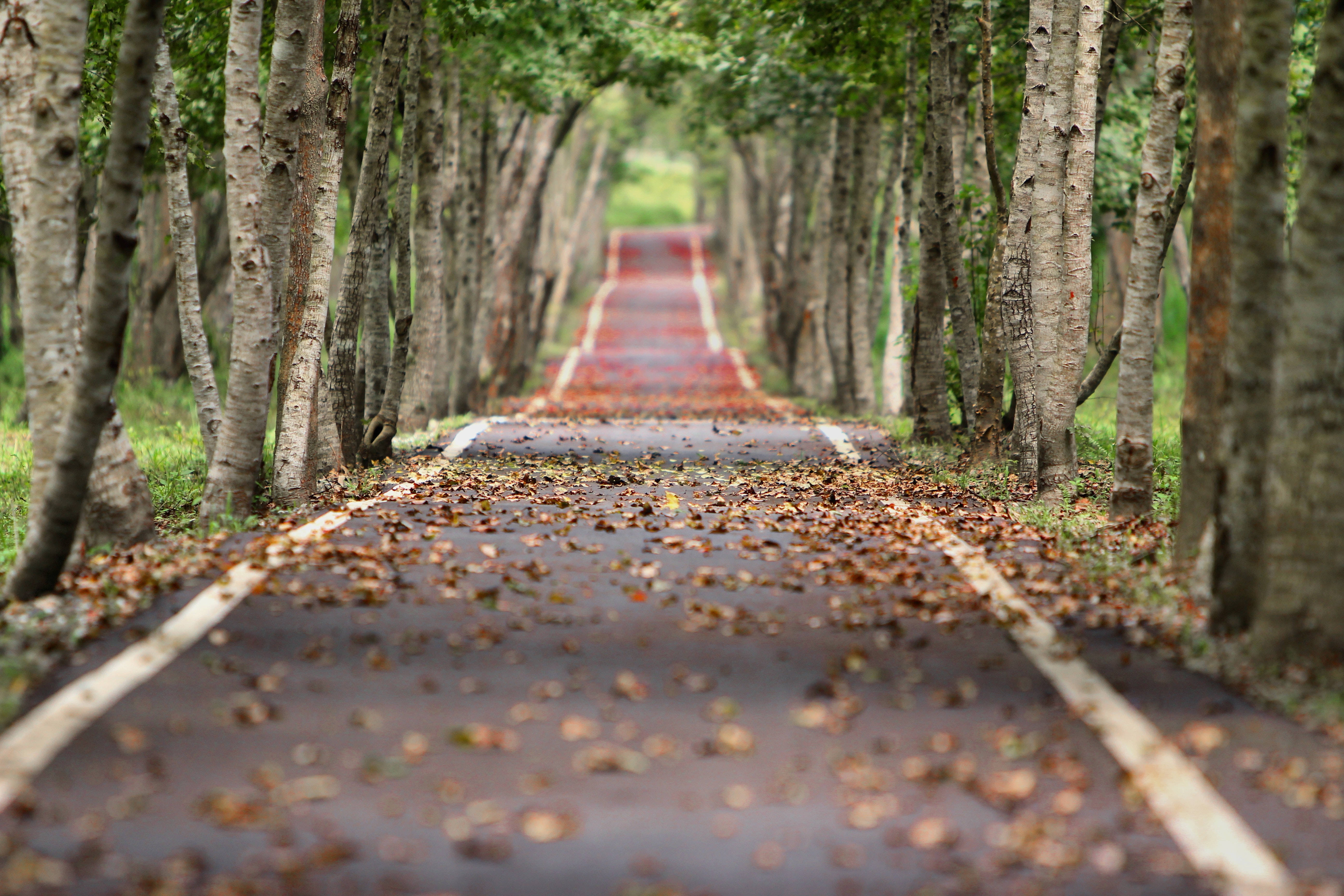 Road 桌布 壁紙 — 一條蜿蜒的樹蔭小徑，鋪滿了秋天的落葉，通往寧靜的森林隧道。