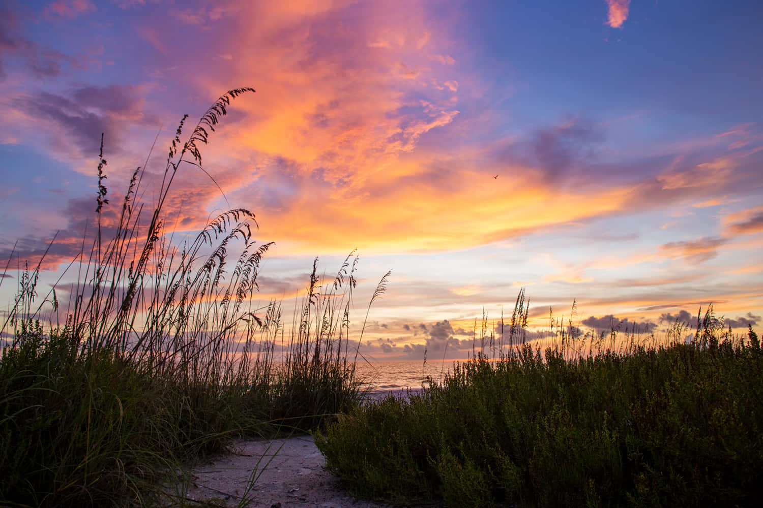Marco Island 桌布 壁紙 — 一條蜿蜒的沙路穿過海灘草，通向海洋上充滿活力的日落，帶有火熱的橙色和紫色雲彩。