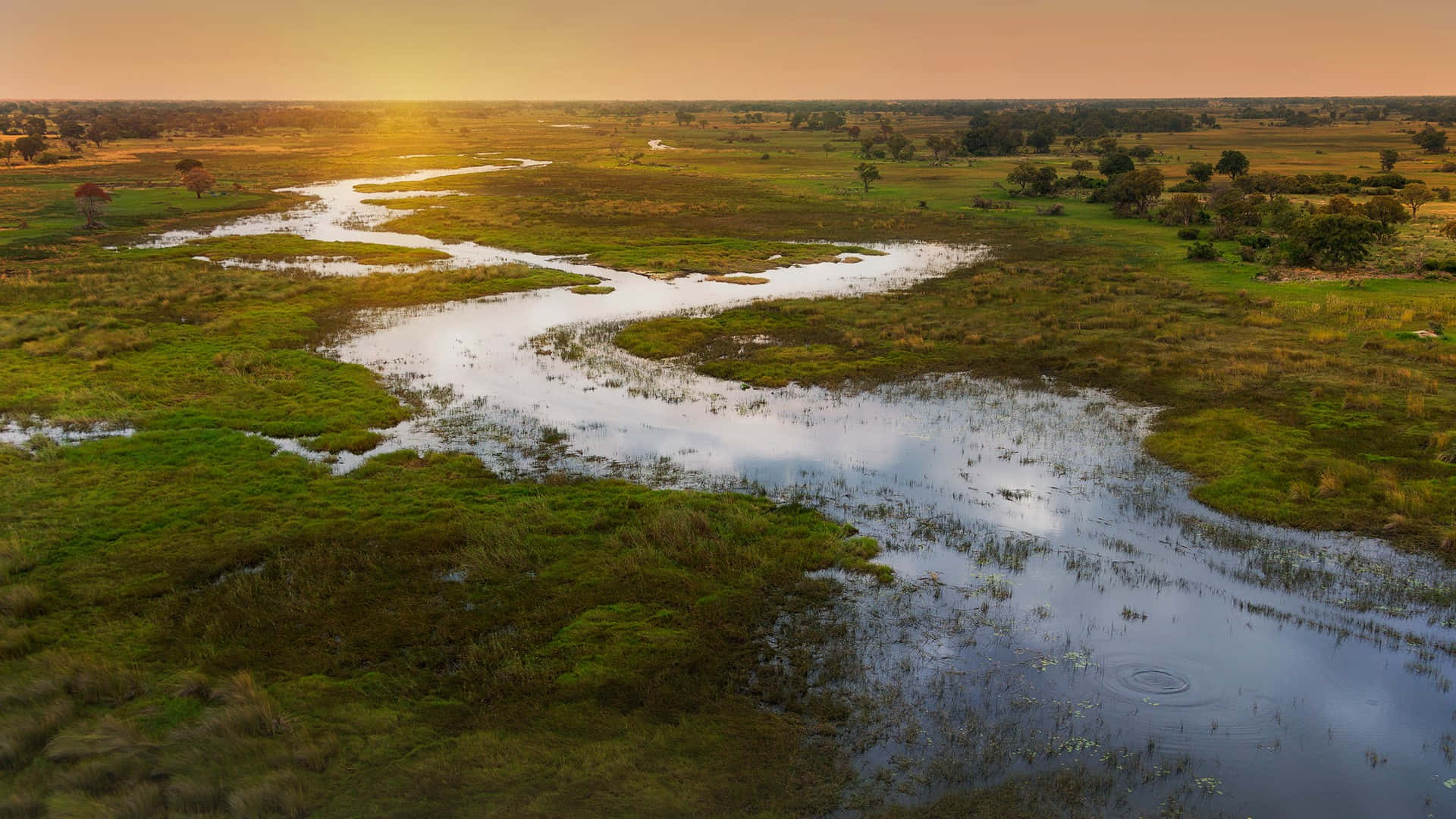 Botswana 桌布 壁紙 — 一條蜿蜒的河流在廣闊的綠色濕地上倒映著金色的日落，濕地上點綴著稀疏的樹木。