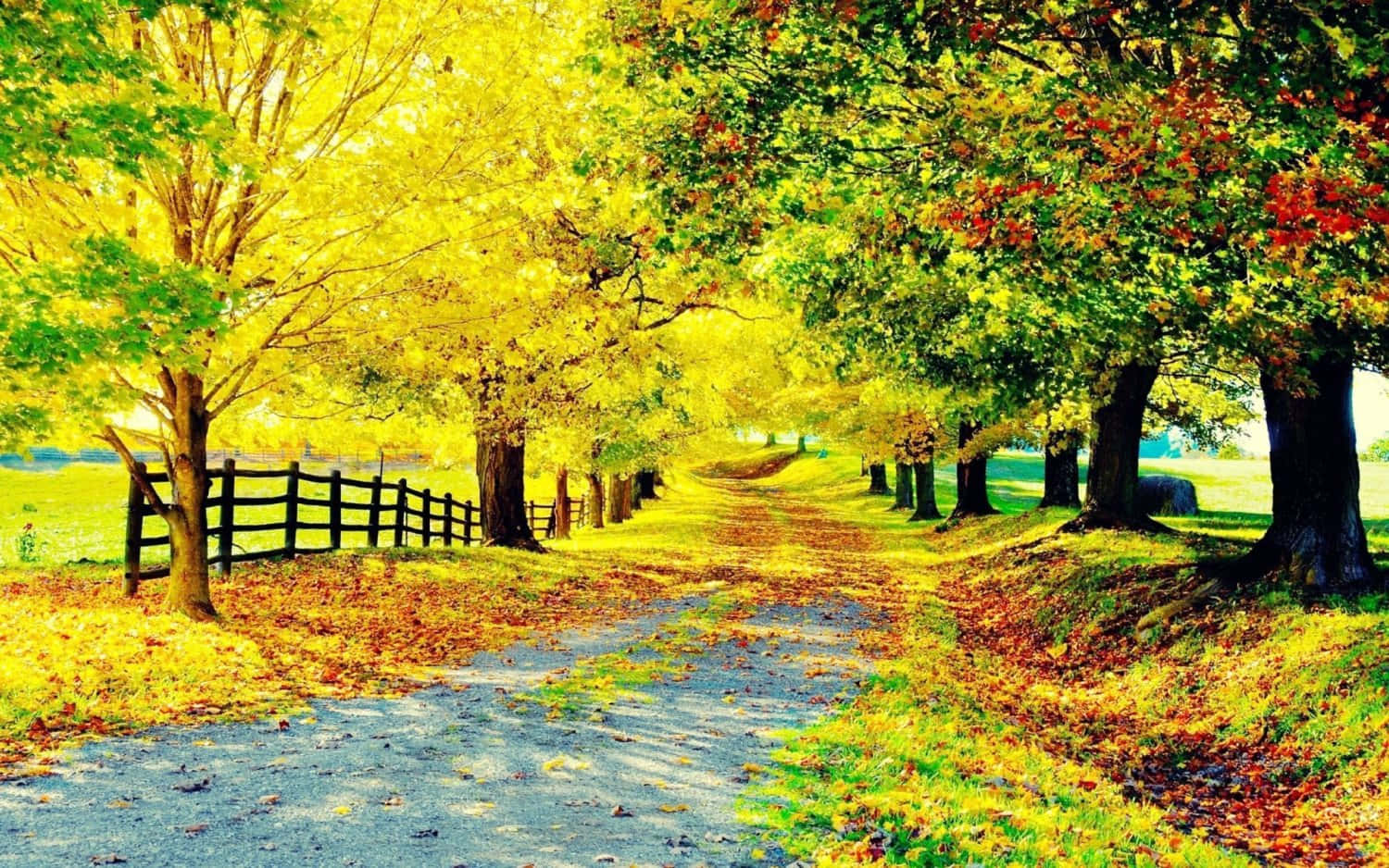 風景 桌布 壁紙 — 一條蜿蜒的泥土小徑，兩旁種滿了鮮豔的黃色和紅色秋樹，穿過陽光明媚的鄉村，左邊有木柵欄。