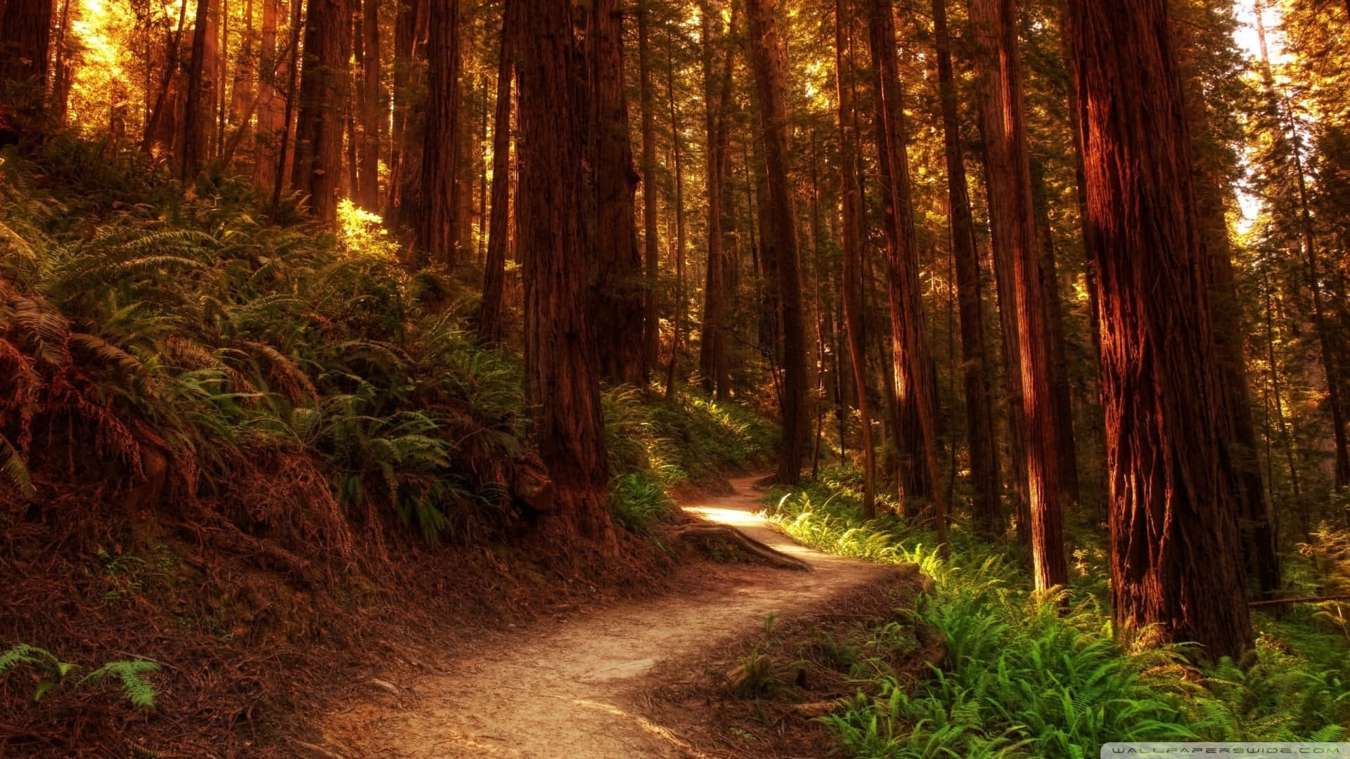 Redwood Trees 桌布 壁紙 — 一條蜿蜒的泥土小徑在參天紅杉樹間閃耀著金色光芒，陽光透過樹冠灑落。