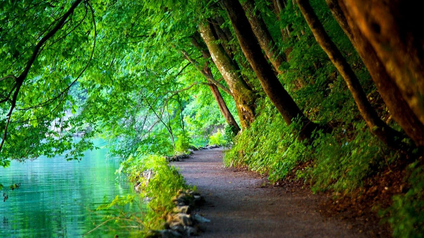 Lake 桌布 壁紙 — 一條蜿蜒的泥土小徑在平靜的碧綠湖邊彎曲，被茂密翠綠樹冠遮蔽。