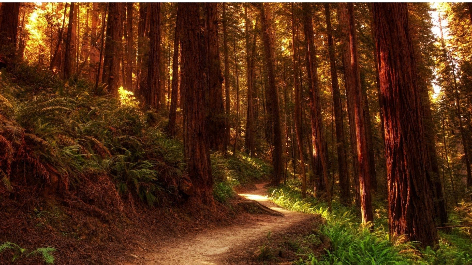 Redwood 桌布 壁紙 — 一條蜿蜒的泥土小徑在金色陽光下閃耀，陽光穿過高聳的紅杉樹和茂密的蕨類植物。