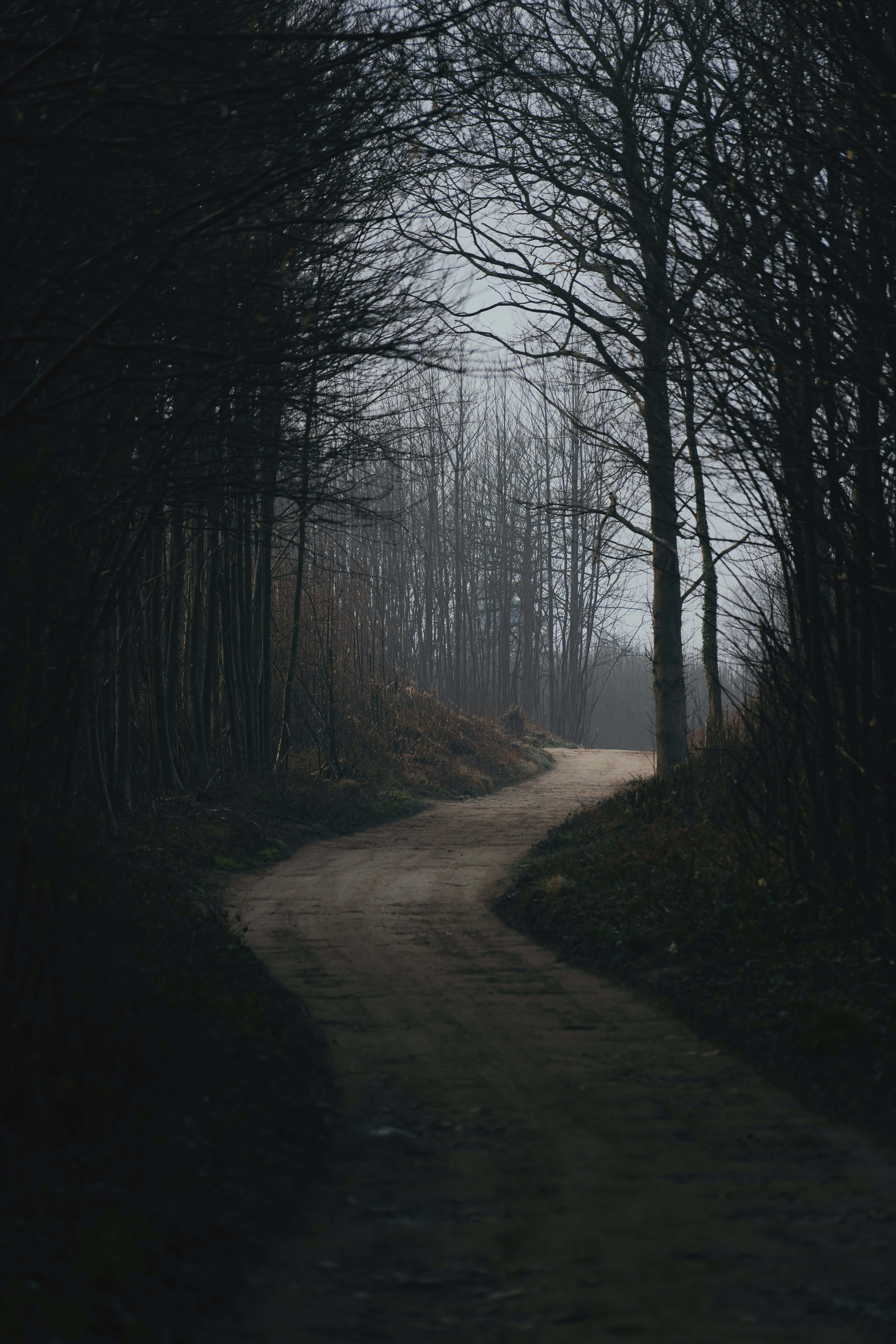 Dark Nature 桌布 壁紙 — 一條蜿蜒的泥土小徑消失在灰天下裸樹的迷霧森林中。