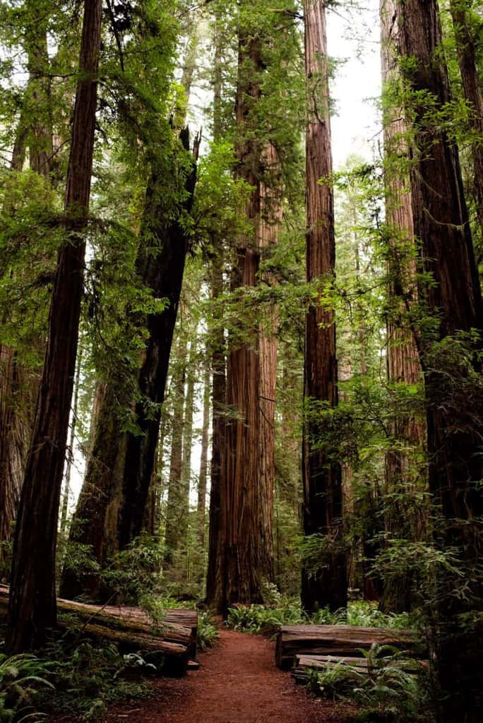 Tree Phone 桌布 壁紙 — 一條蜿蜒的泥土小徑穿過一座由高聳的紅杉樹組成的教堂，樹幹長滿苔蘚，綠色樹冠斑駁。