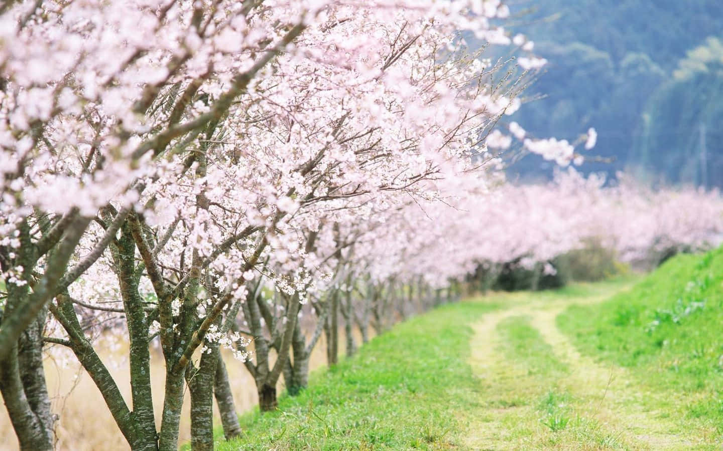 Spring Trees 桌布 壁紙 — 一條蜿蜒的泥土小徑穿過一排排盛開的櫻花樹，在柔和日光下。