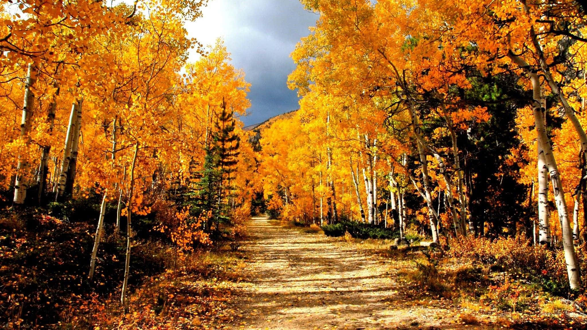 Autumn Trails 桌布 壁紙 — 一條蜿蜒的泥土小徑穿過一片充滿活力的金色白楊林，上方是戲劇性的多雲天空。