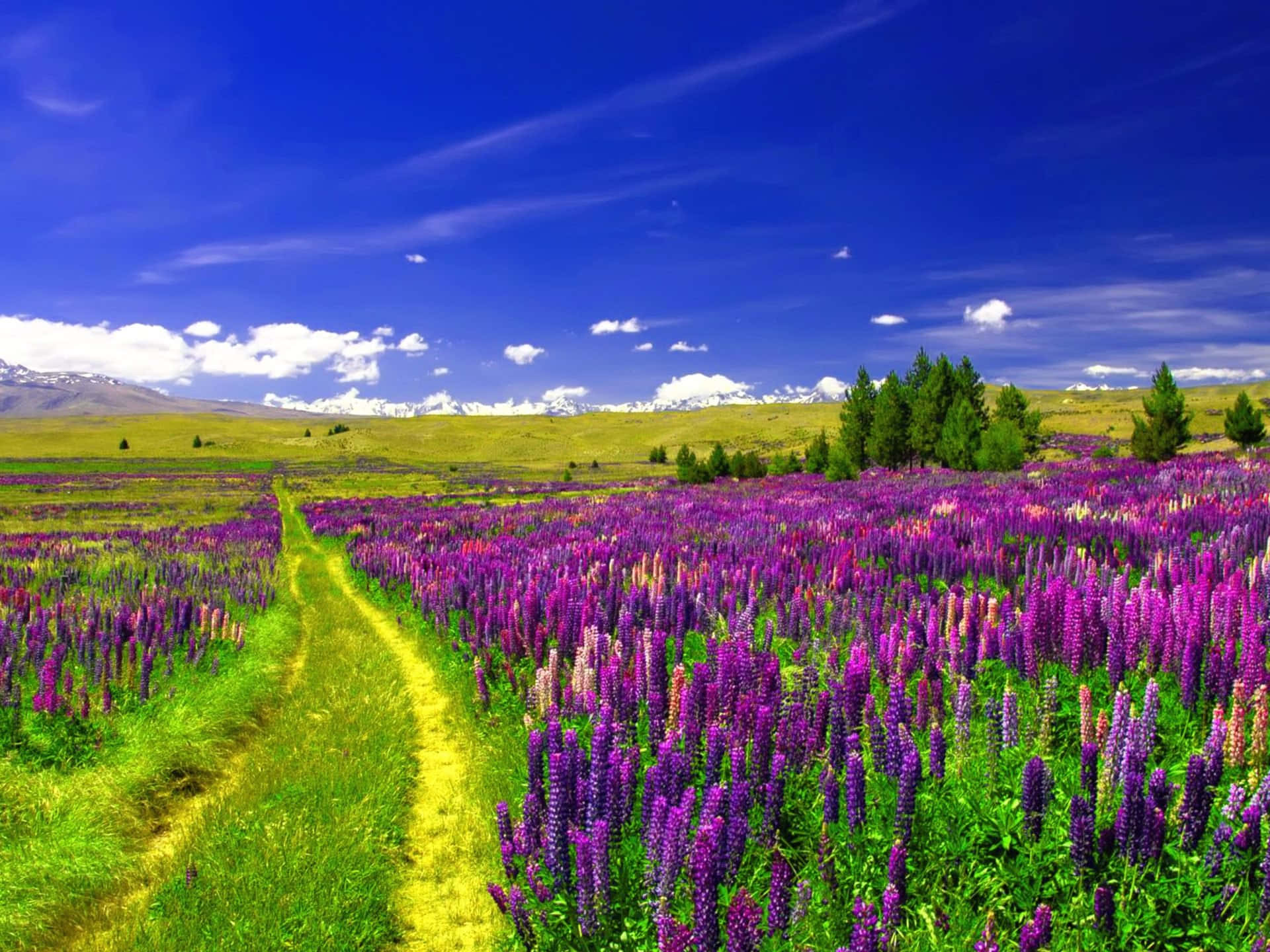風景 桌布 壁紙 — 一條蜿蜒的泥土小徑穿過一片充滿活力的紫色羽扇豆花田，上方是明亮的藍天和蓬鬆的白雲。