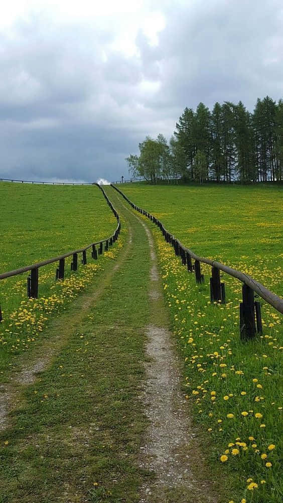 Beautiful Nature 桌布 壁紙 — 一條蜿蜒的泥土小徑穿過一片生機勃勃的綠色草地，草地上點綴著黃色蒲公英，在陰天天空下通往遠處的樹林線。