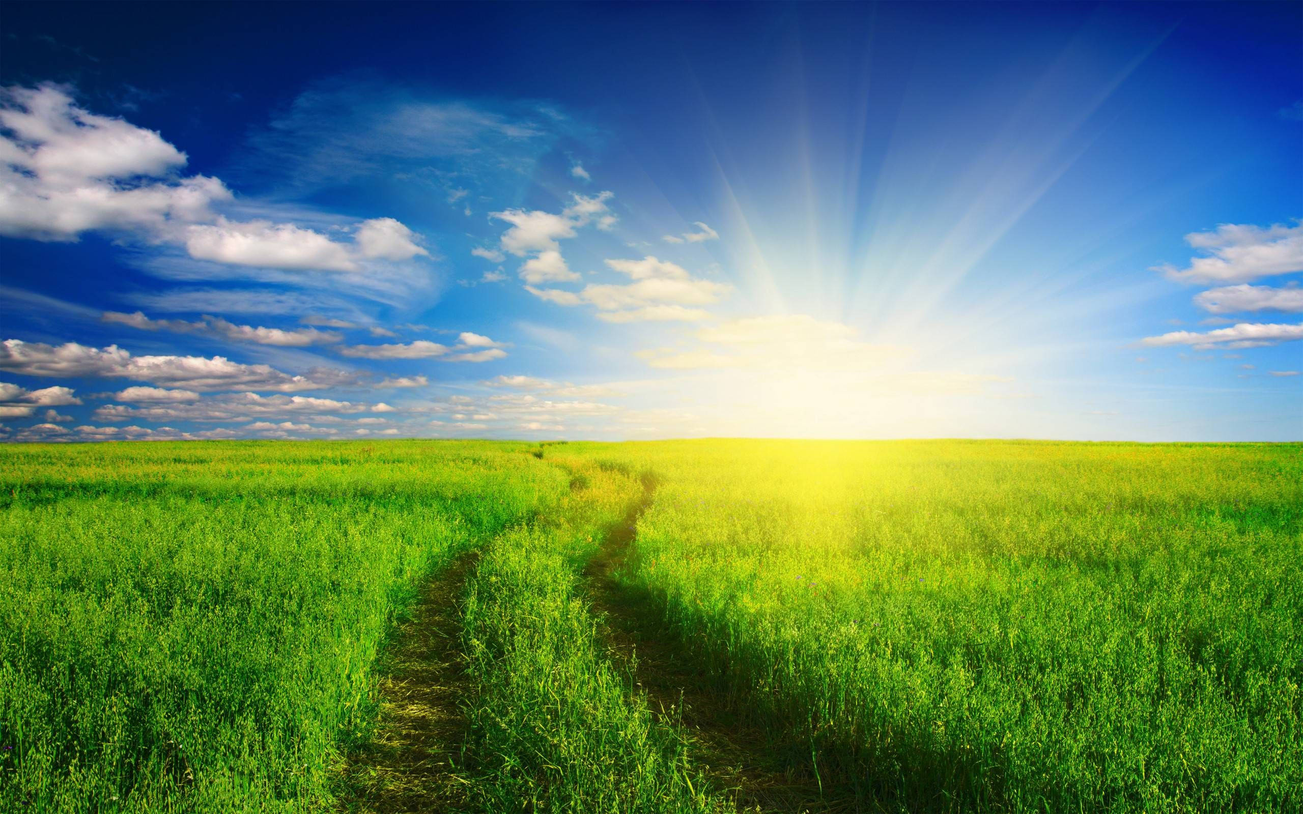 Agriculture 桌布 壁紙 — 一條蜿蜒的泥土小徑穿過充滿活力的綠草，在明亮的陽光下，伴隨著耀眼的光線和散落的雲朵。