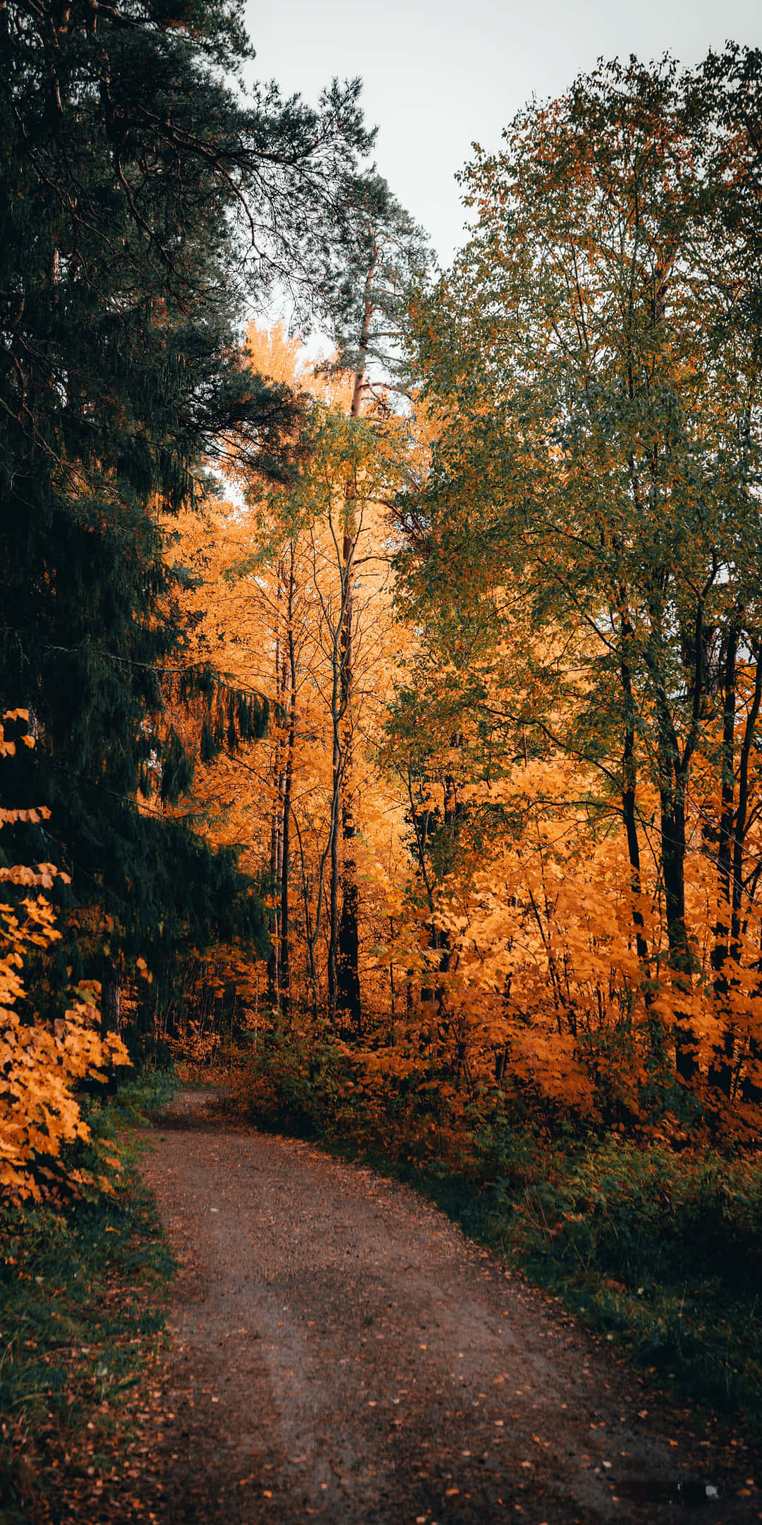 Pixel 3 Autumn 桌布 壁紙 — 一條蜿蜒的泥土小徑穿過在柔和日光下閃耀著金色秋葉的森林。
