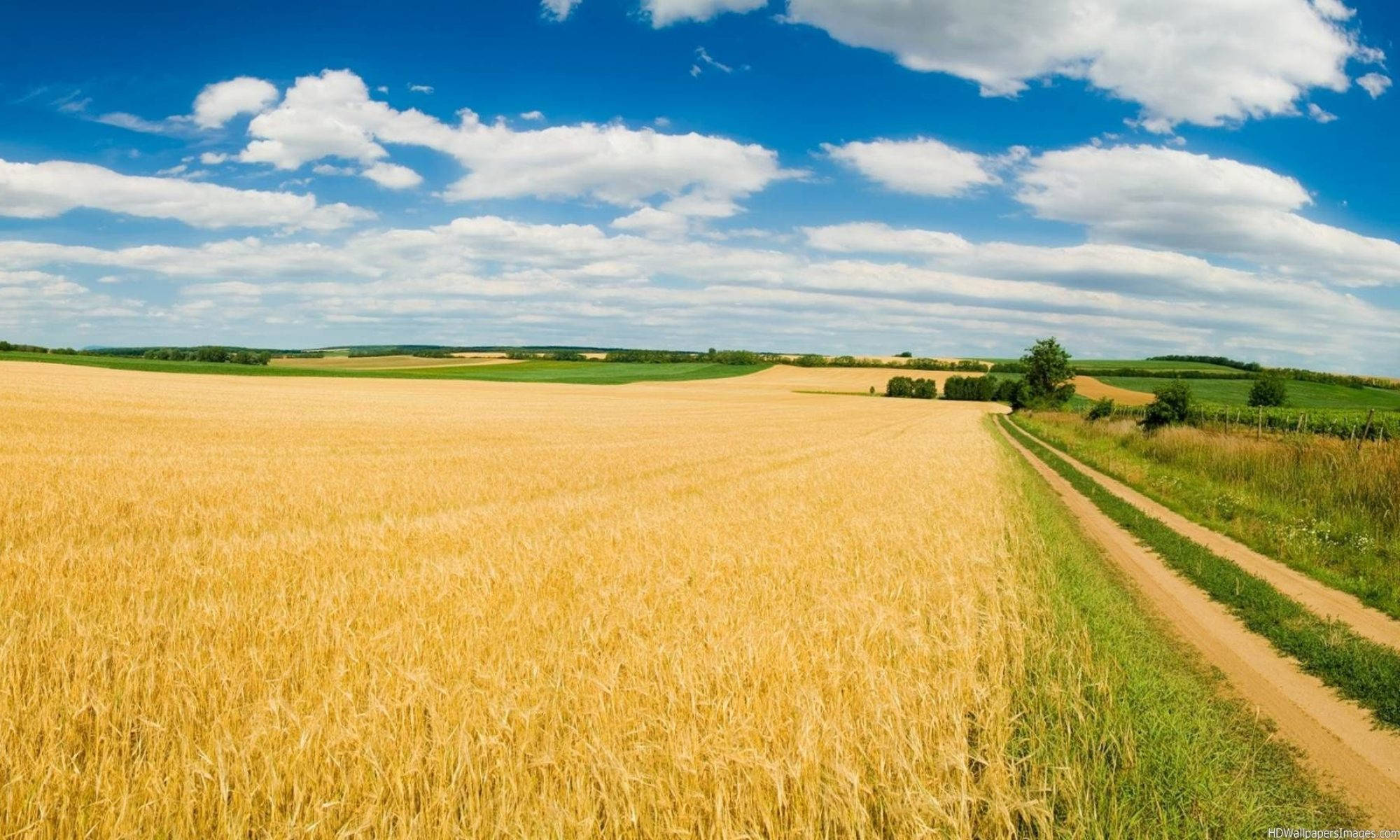 Agriculture 桌布 壁紙 — 一條蜿蜒的泥土小徑穿過廣闊的金色麥田，上方是明亮的藍天和蓬鬆的白雲。