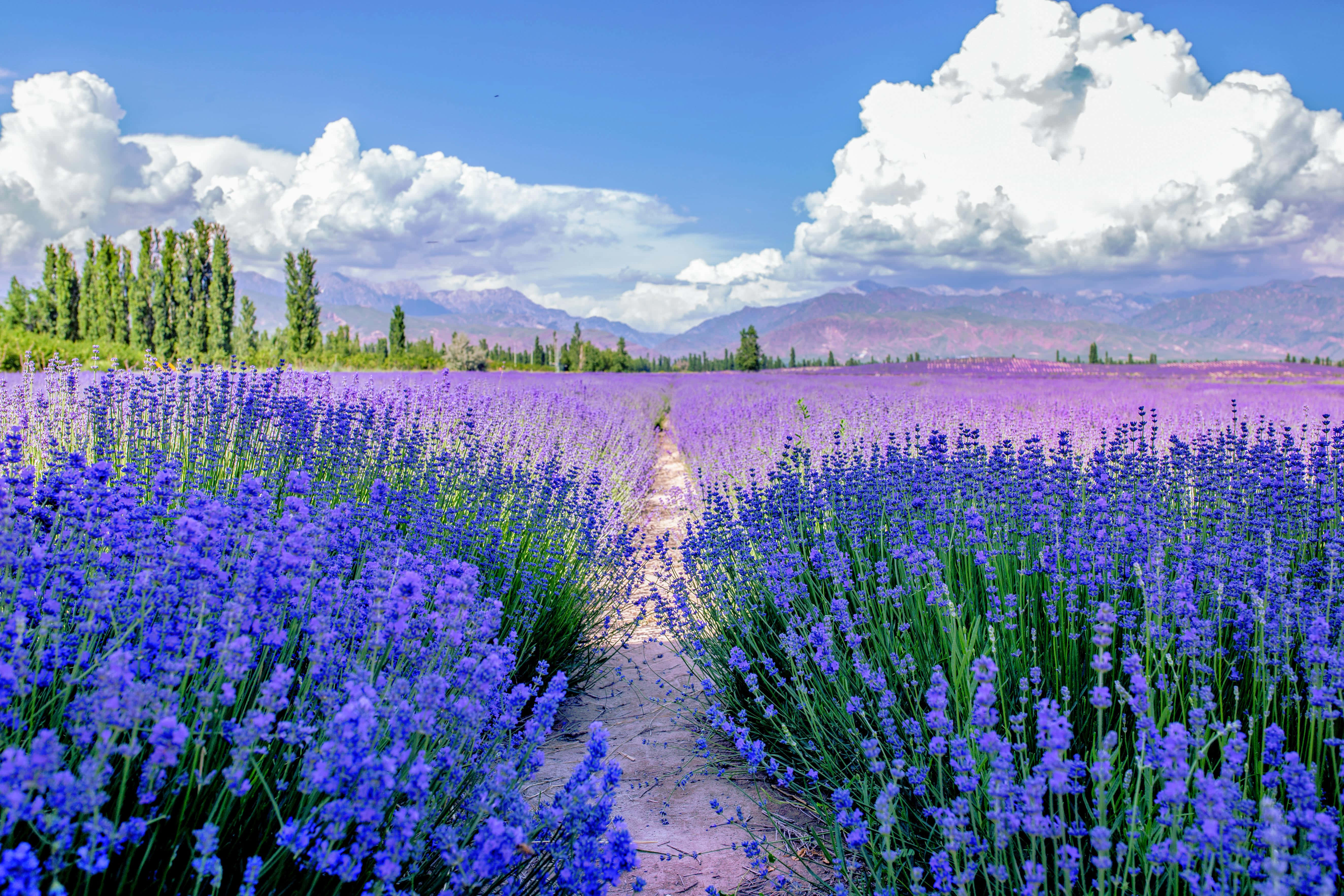 Lavender Field 桌布 壁紙 — 一條蜿蜒的泥土小徑穿過無盡的鮮豔紫色薰衣草田，上方是明亮的藍天和蓬鬆的白雲。