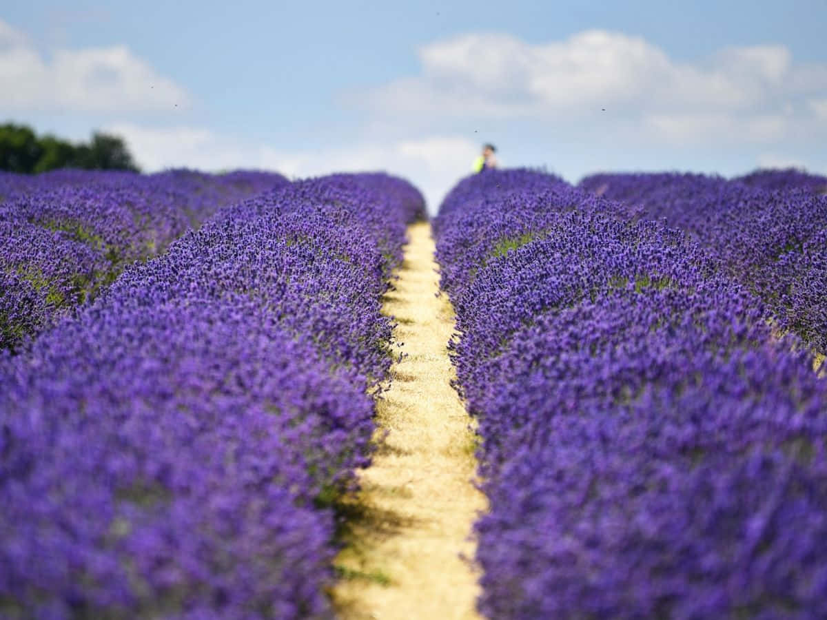 Lavender Field 桌布 壁紙 — 一條蜿蜒的泥土小徑穿過無盡的鮮豔紫色薰衣草田，上方是明亮的藍天和蓬鬆的白雲。