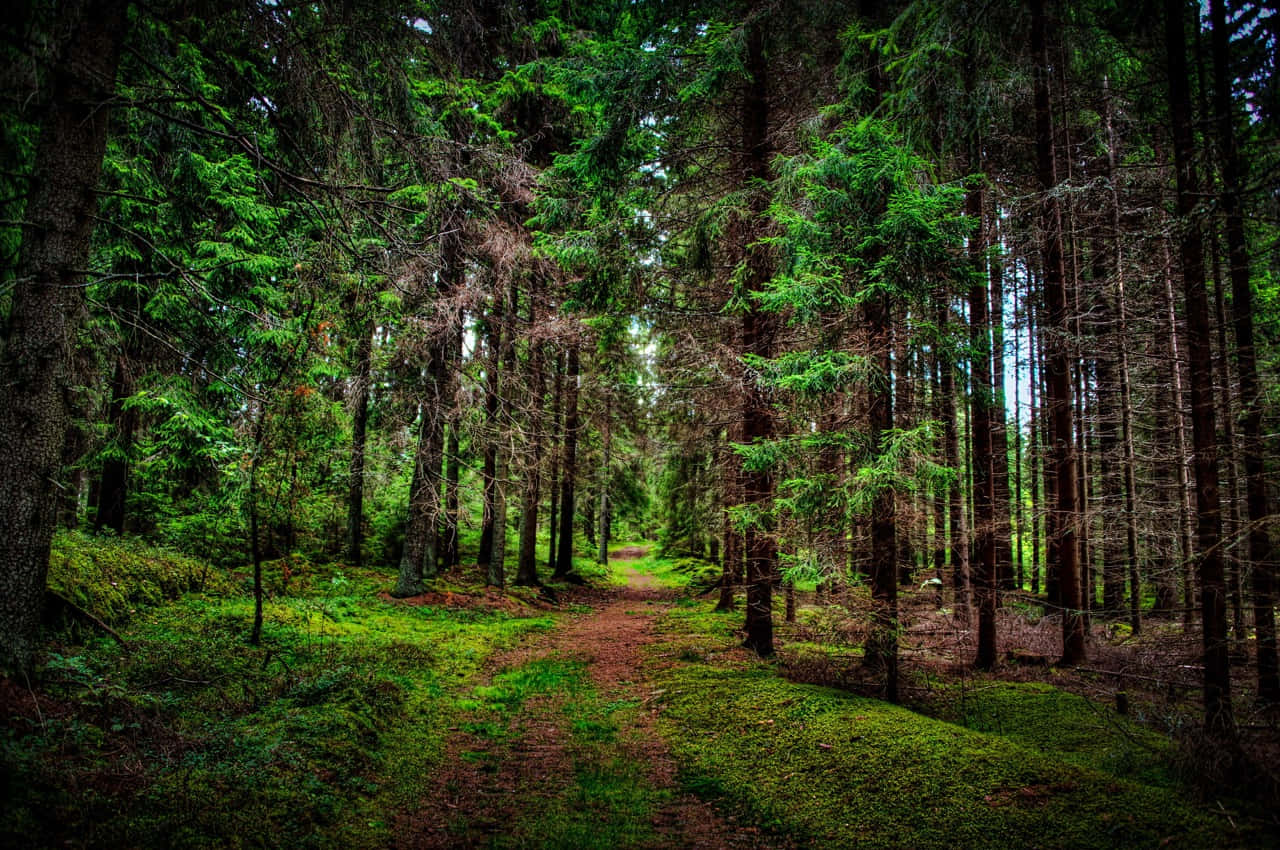 Forest Conservation 桌布 壁紙 — 一條蜿蜒的泥土小徑穿過茂密、長滿苔蘚的森林，高聳的常綠樹和斑駁的陽光透過樹冠灑落。