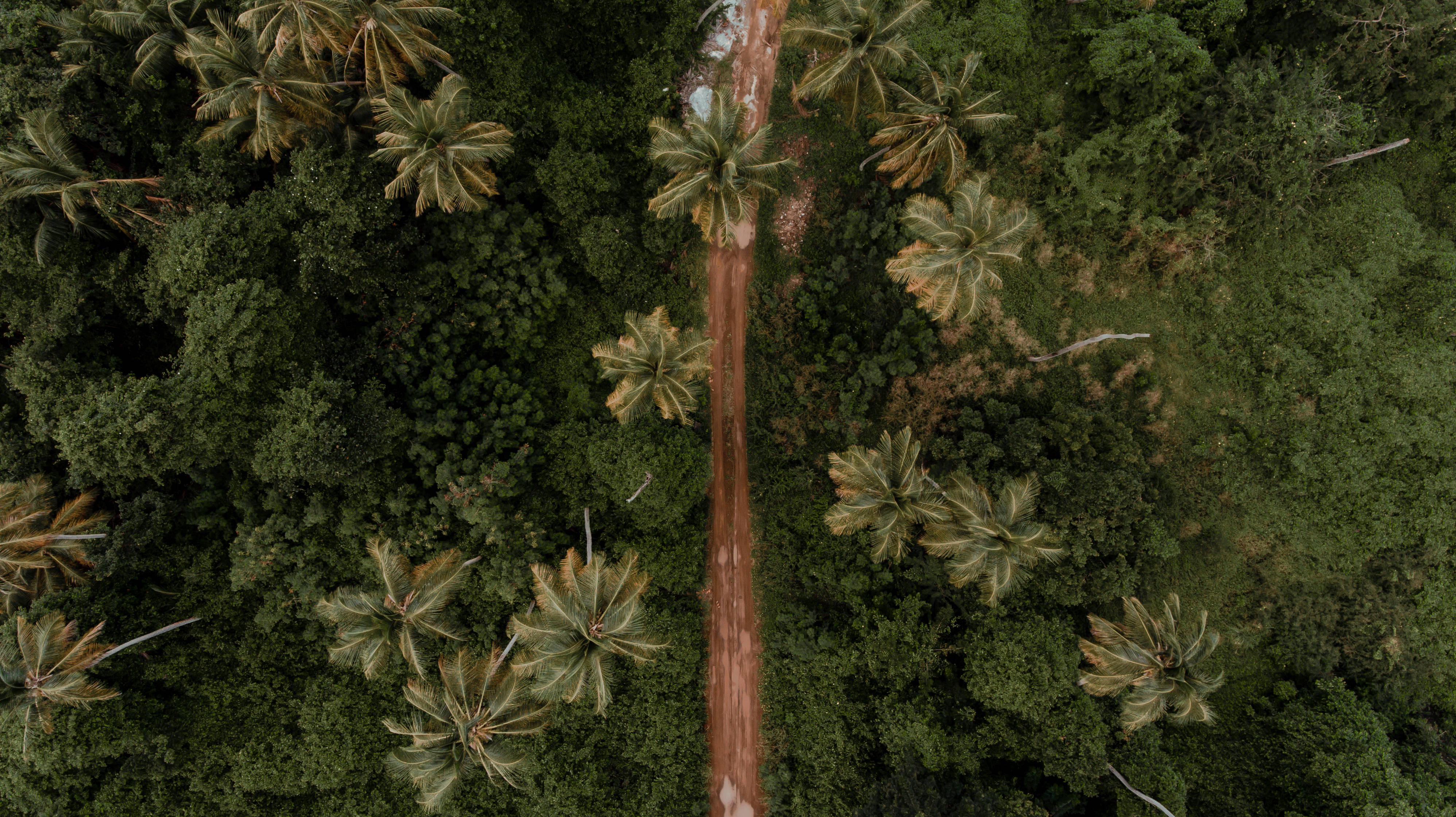 Grenada 桌布 壁紙 — 一條蜿蜒的泥土小徑穿過茂密熱帶叢林、高聳棕櫚樹的航拍視角。
