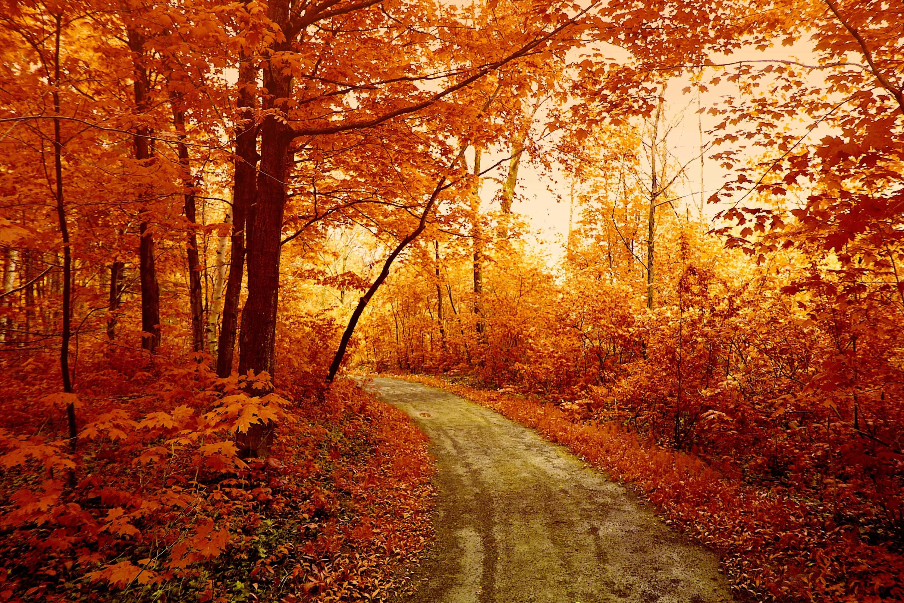 Autumn Trails 桌布 壁紙 — 一條蜿蜒的泥土小徑穿過茂密的森林，森林中燃燒著火紅的橙色和紅色秋葉。