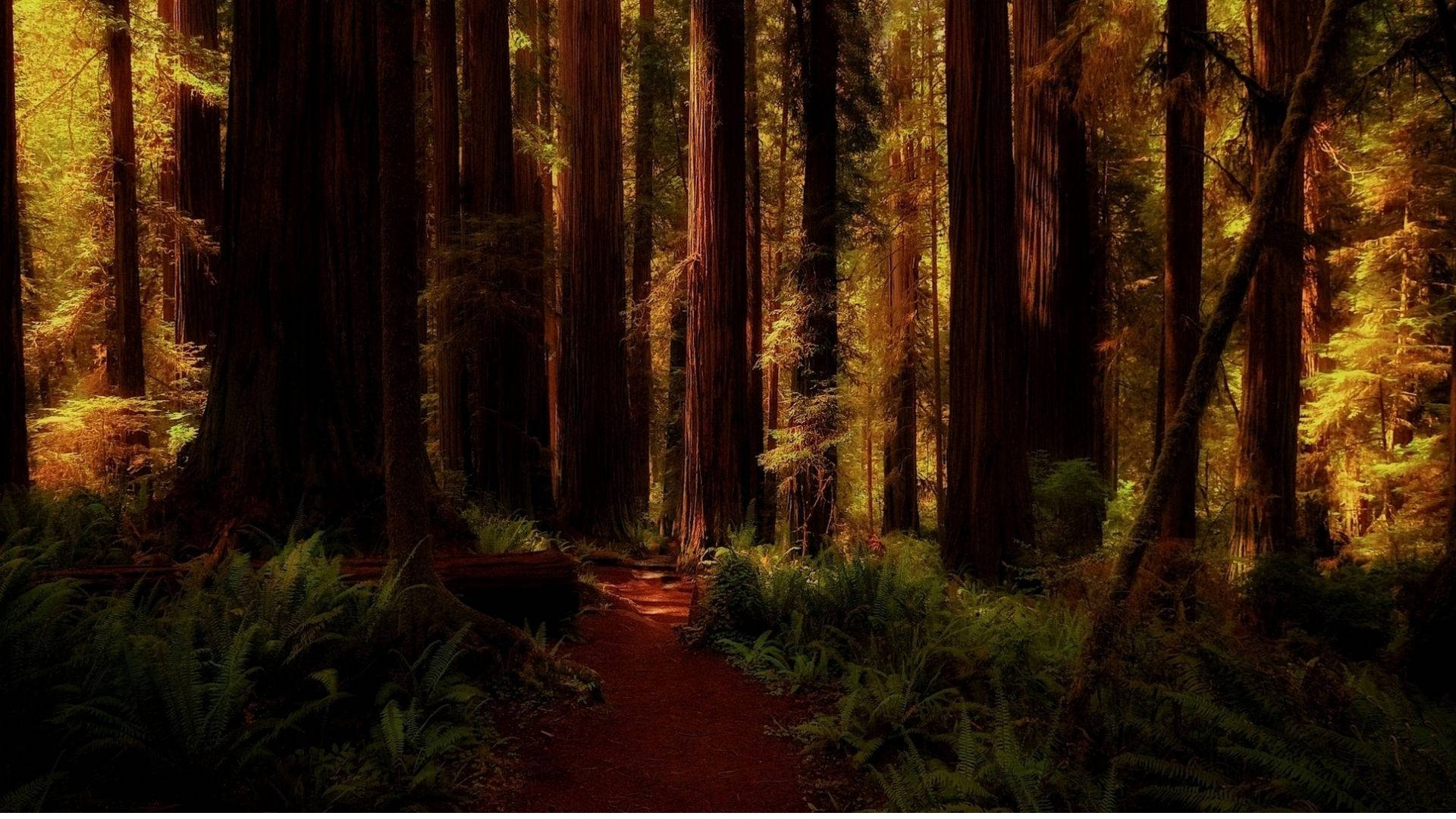 Redwood 桌布 壁紙 — 一條蜿蜒的泥土小徑穿過茂密的紅杉林，高聳的紅杉沐浴在透過樹冠灑落的金色陽光中。