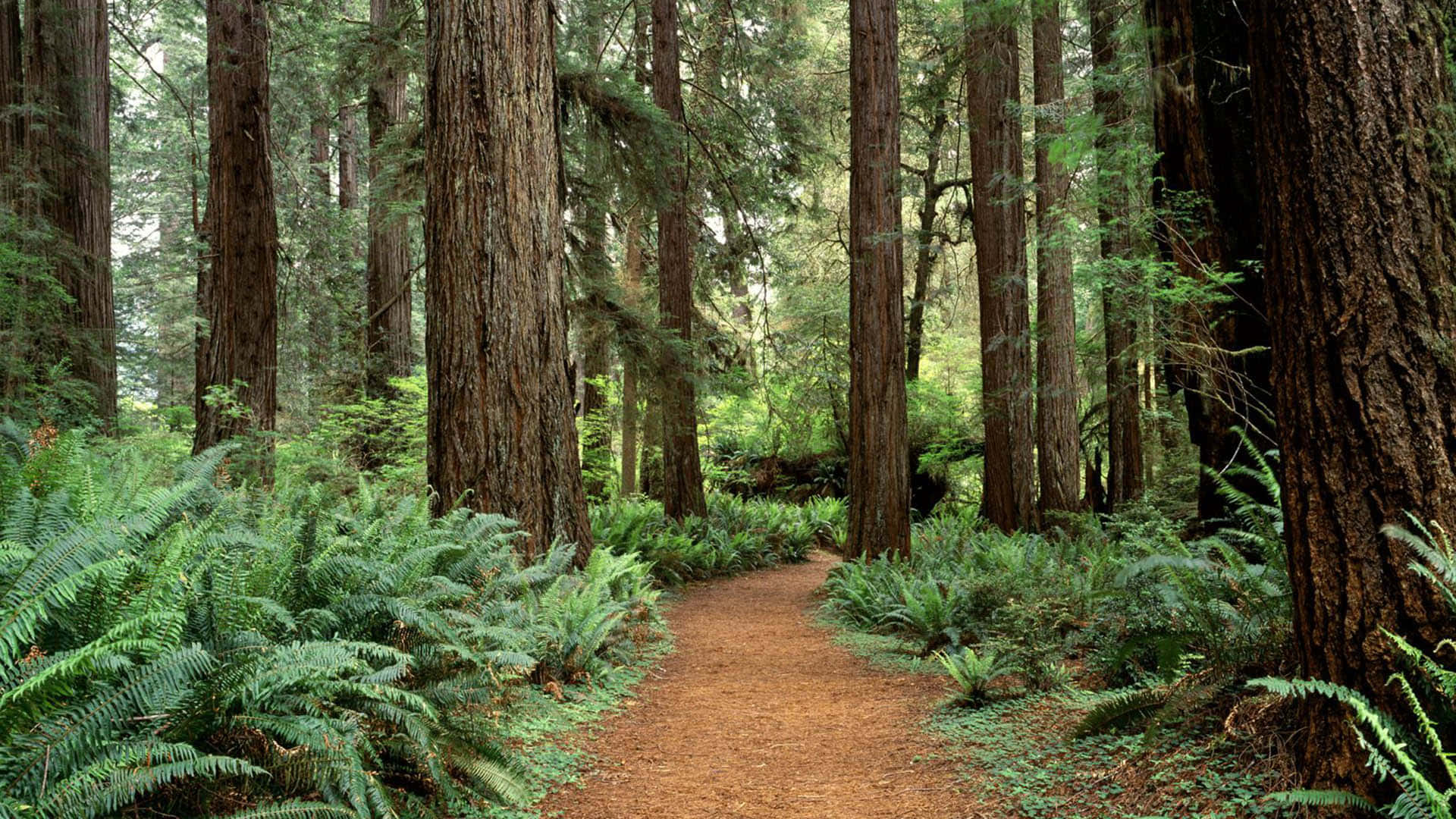 Redwood Trees 桌布 壁紙 — 一條蜿蜒的泥土小徑穿過茂密的紅杉林，茂密的綠色蕨類植物覆蓋著森林地面。