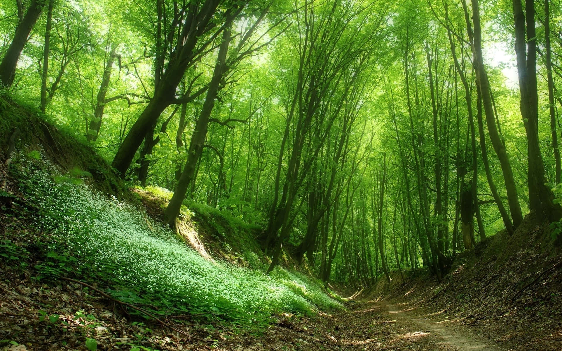 Green Forest 桌布 壁紙 — 一條蜿蜒的泥土小徑穿過茂密的綠色森林，陽光穿過濃密的樹冠，野花在長滿苔蘚的斜坡上盛開。