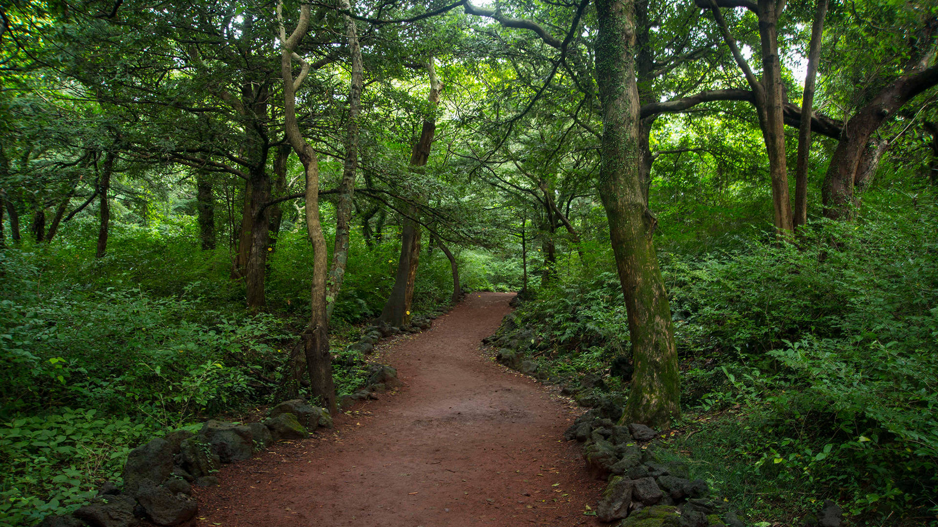 Jeju 桌布 壁紙 — 一條蜿蜒的泥土小徑穿過茂密的綠色森林，森林裡有高大的樹木和茂密的灌木叢。