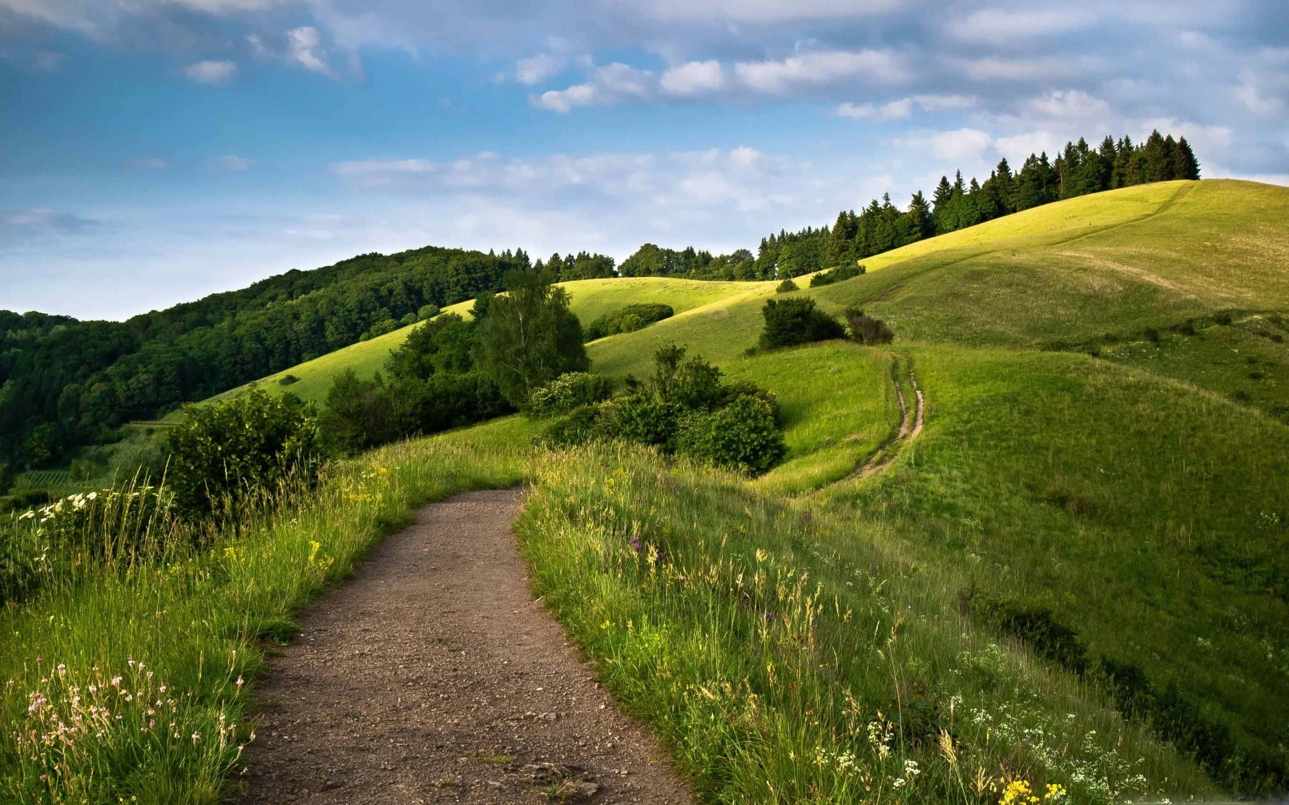 Hill 桌布 壁紙 — 一條蜿蜒的泥土小徑穿過陽光明媚、野花點綴的綠色山丘，上方是藍天白雲。