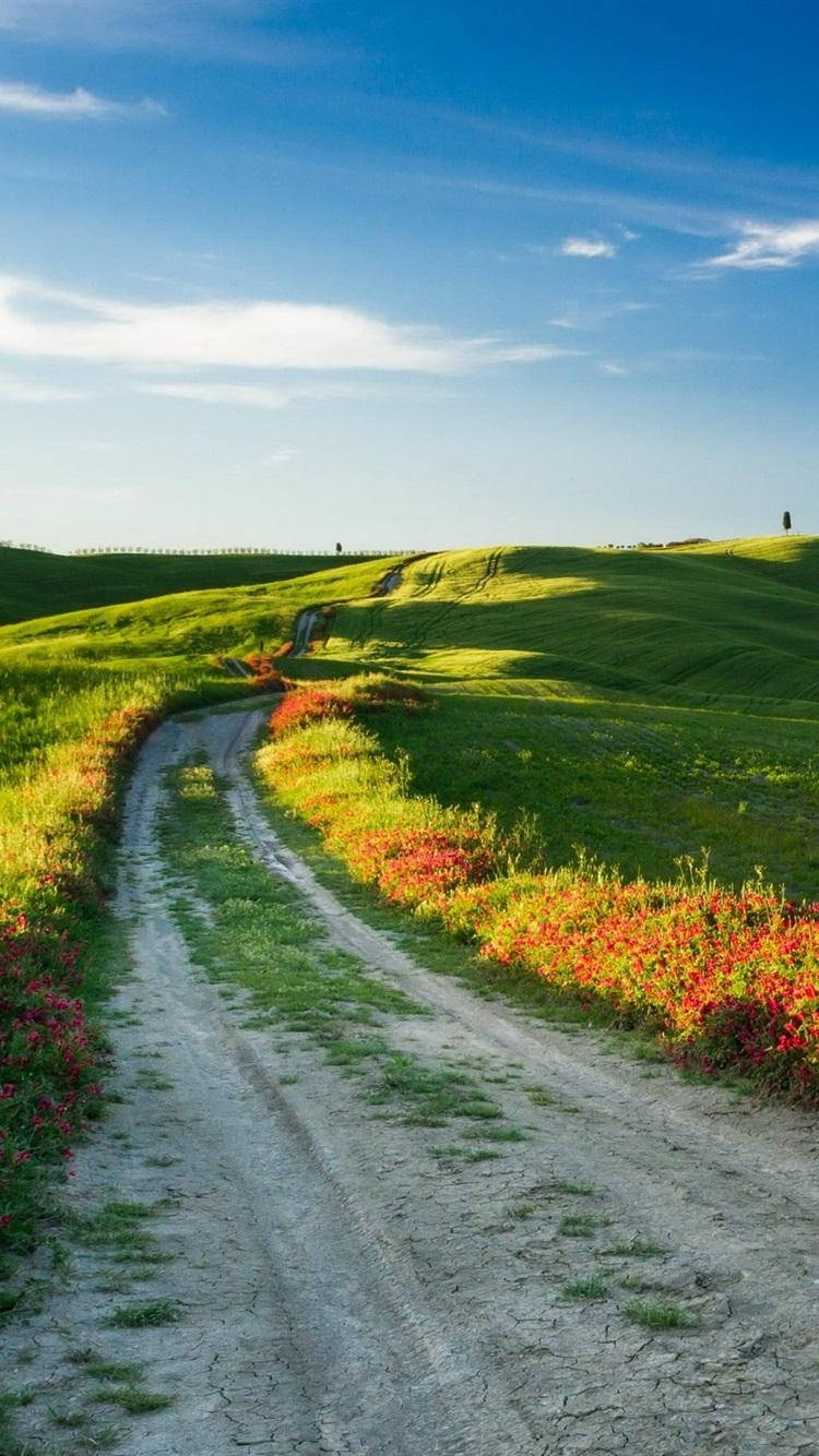 風景 桌布 壁紙 — 一條蜿蜒的泥土小徑穿過陽光明媚的綠色山坡，兩旁開滿鮮紅和橙色的野花，頭頂是清澈的藍天。