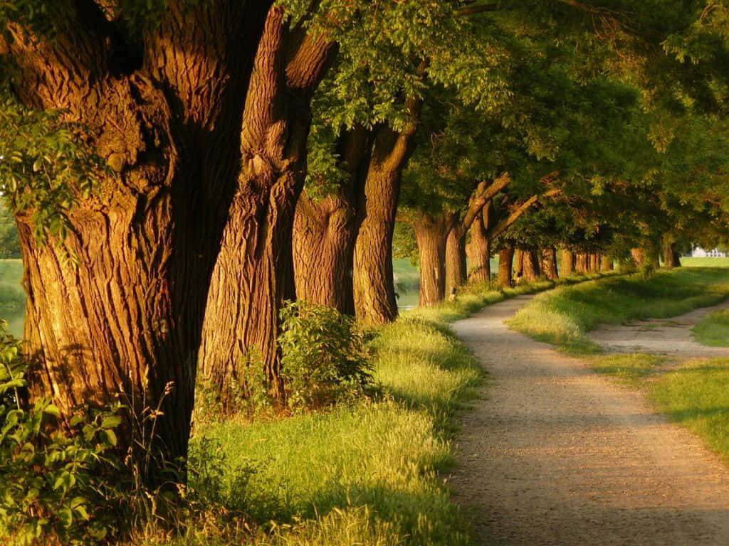 trees 桌布 壁紙 — 一條蜿蜒的泥土小徑穿過陽光明媚的古樹林，樹皮紋理分明，綠葉茂盛。