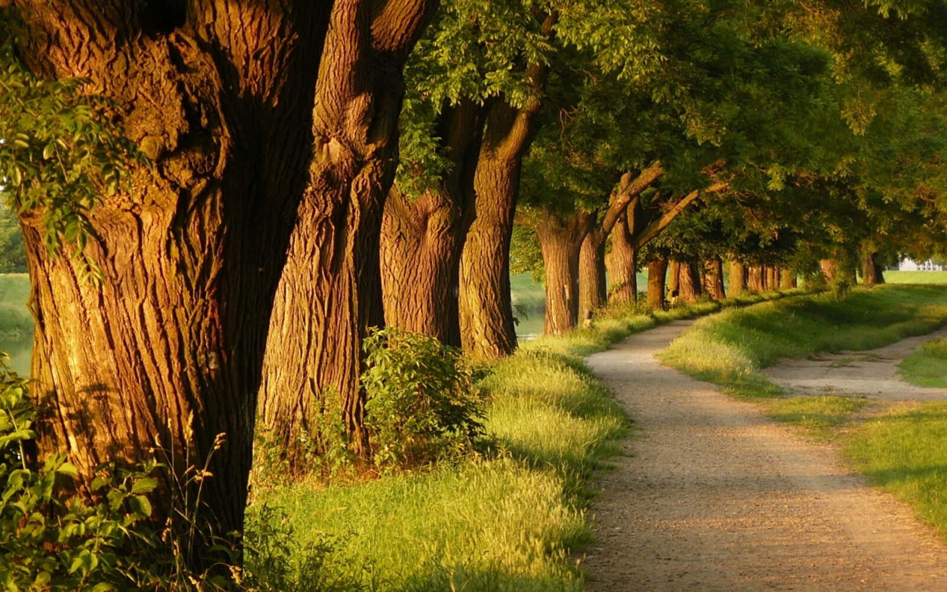 trees 桌布 壁紙 — 一條蜿蜒的泥土小徑穿過陽光明媚的古老樹林，樹木樹皮紋理分明，綠葉茂盛。