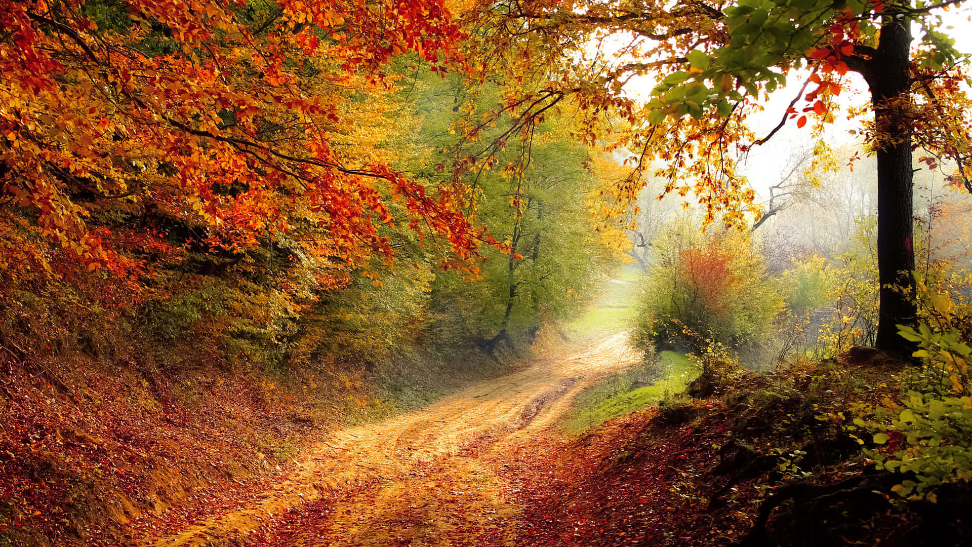 Autumn Trails 桌布 壁紙 — 一條蜿蜒的泥土小徑穿過霧氣瀰漫的森林，森林在柔和的金色光芒下披上了火紅的秋葉。
