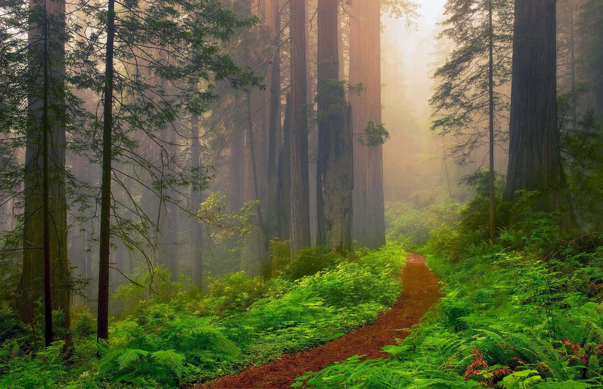 Redwood Trees 桌布 壁紙 — 一條蜿蜒的泥土小徑穿過霧氣瀰漫的紅杉林，陽光透過高聳的樹木和茂密的綠色蕨類植物灑落下來。