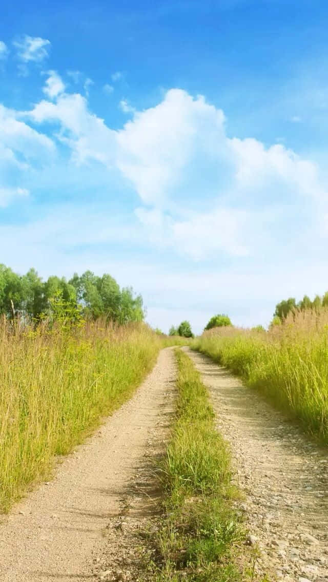 Grass 桌布 壁紙 — 一條蜿蜒的泥土小徑穿過高高的金色草地，上方是明亮的藍天和蓬鬆的白雲。