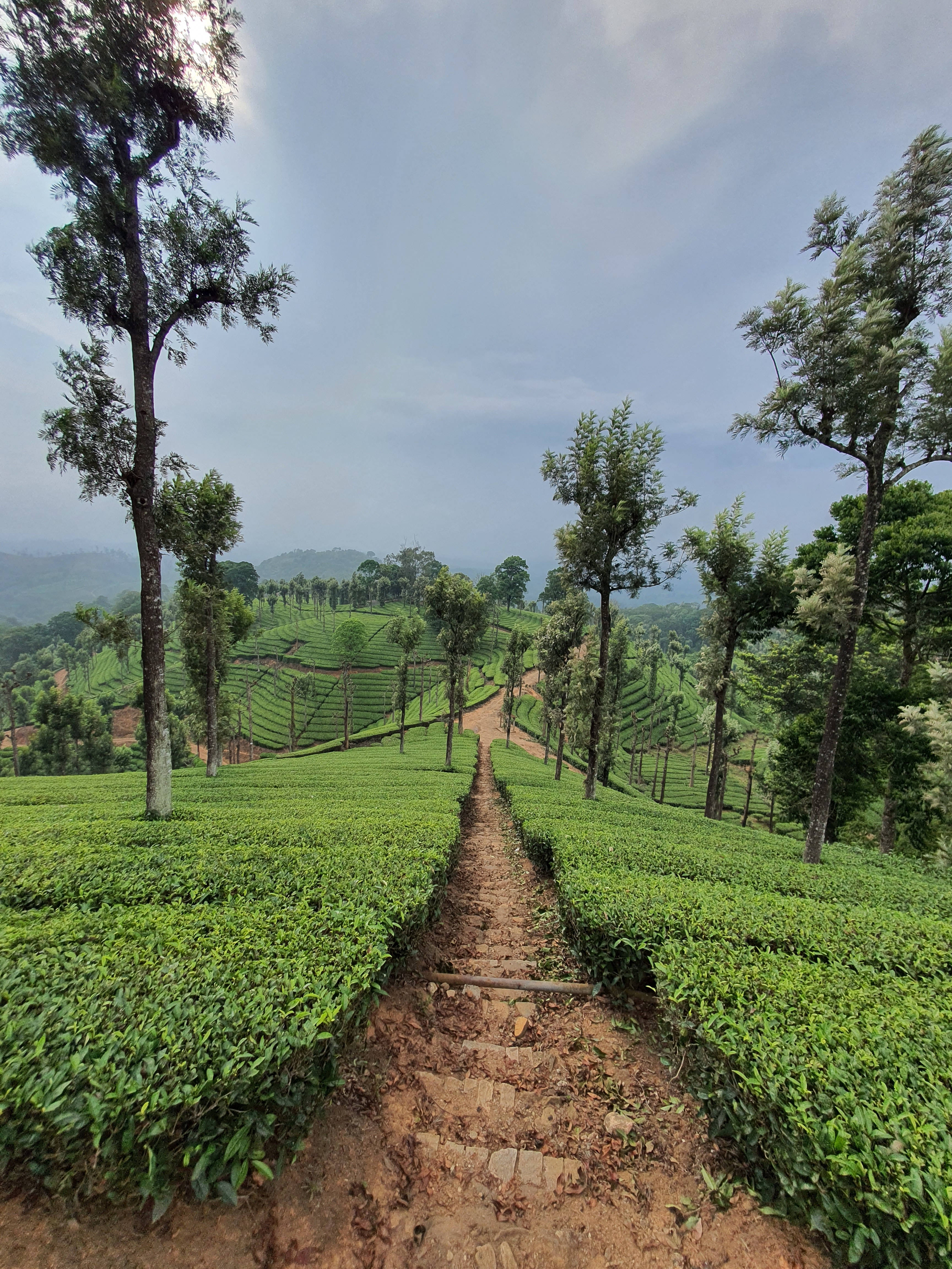 tea 桌布 壁紙 — 一條蜿蜒的泥土小徑穿過鬱鬱蔥蔥的綠色茶園梯田，兩旁是高聳的樹木，天空多雲。