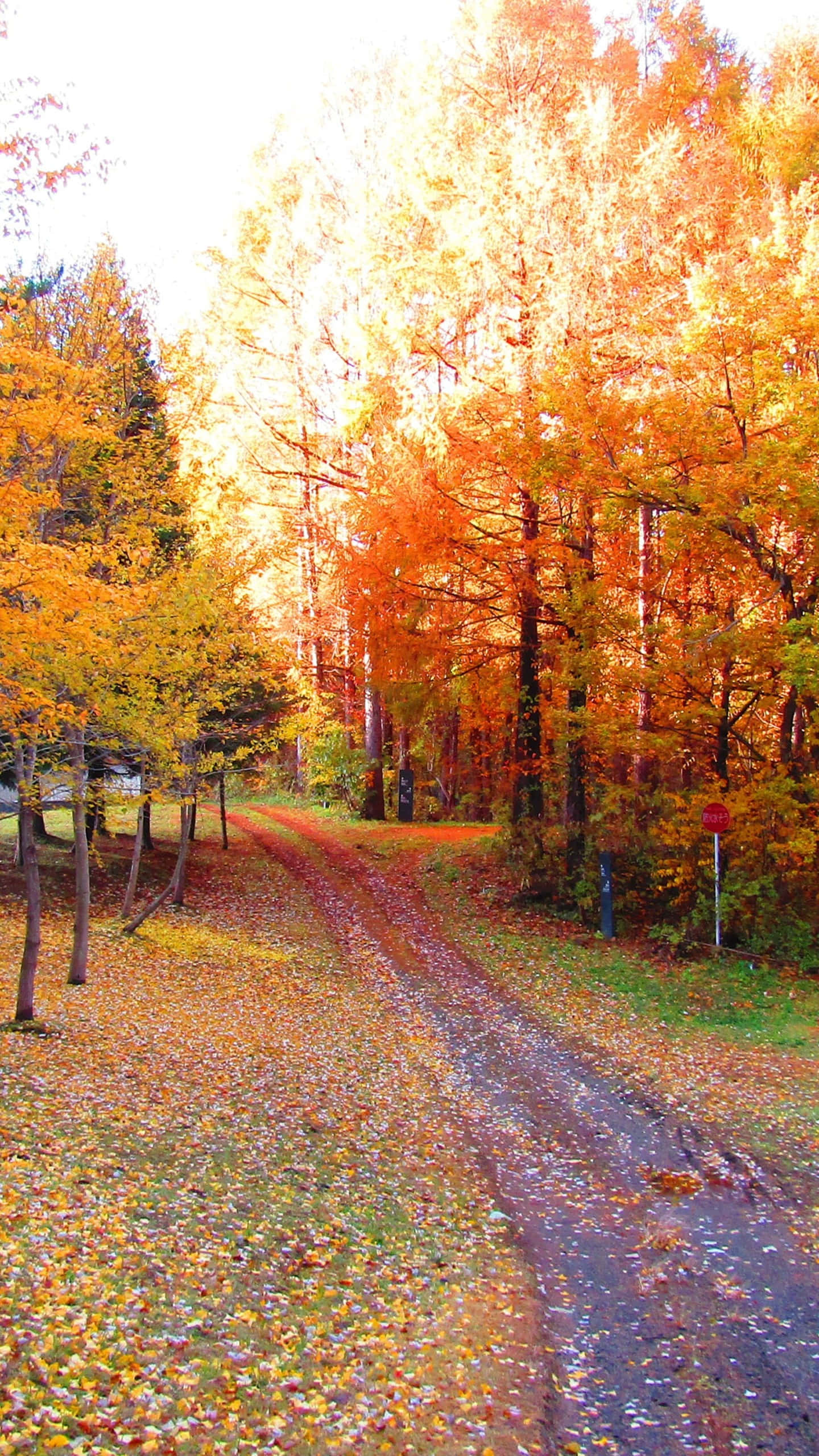 Fall Scenes 桌布 壁紙 — 一條蜿蜒的泥土路，覆蓋著掉落的橙色和黃色樹葉，在明亮的陽光下蜿蜒穿過充滿活力的秋日森林。