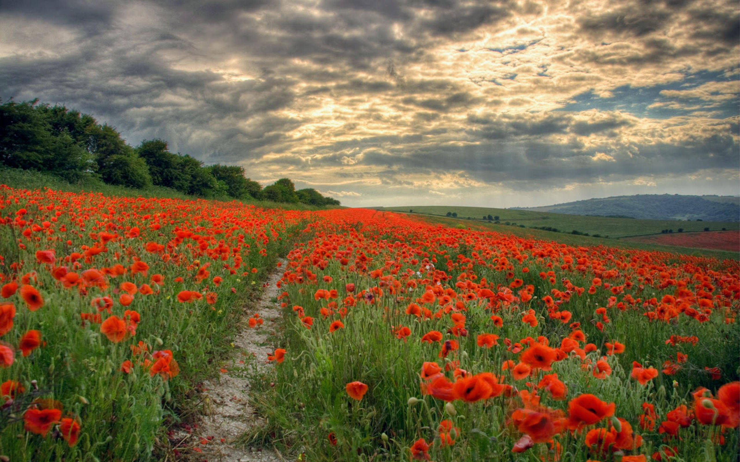 Poppy 桌布 壁紙 — 一條蜿蜒的泥土路穿過廣闊的鮮紅色罌粟花田，在日落時分戲劇性的多雲天空下。
