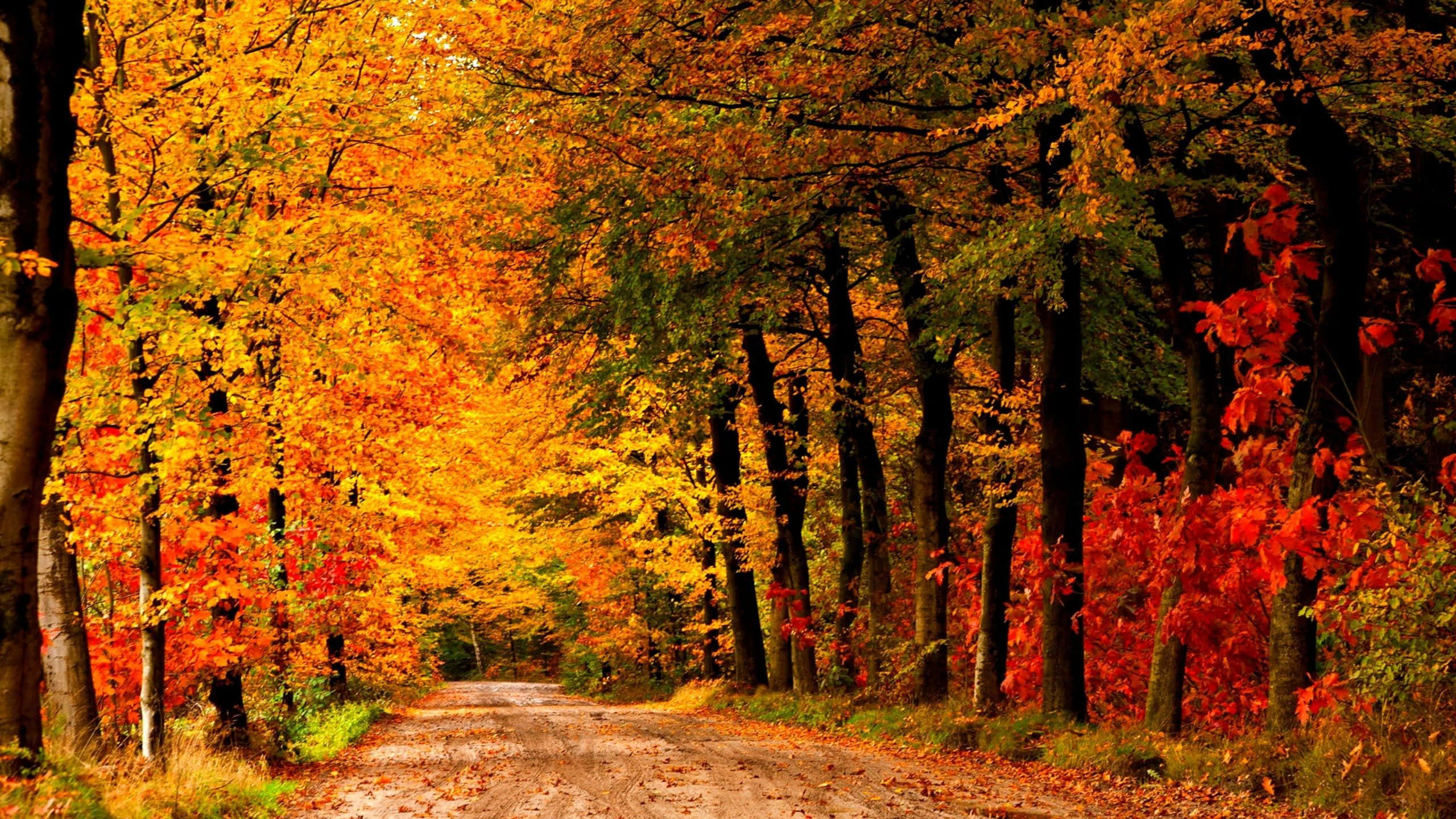 Autumn Trails 桌布 壁紙 — 一條蜿蜒的泥土路穿過茂密的森林，森林裡燃燒著火紅的橙色、紅色和金黃色的秋葉。
