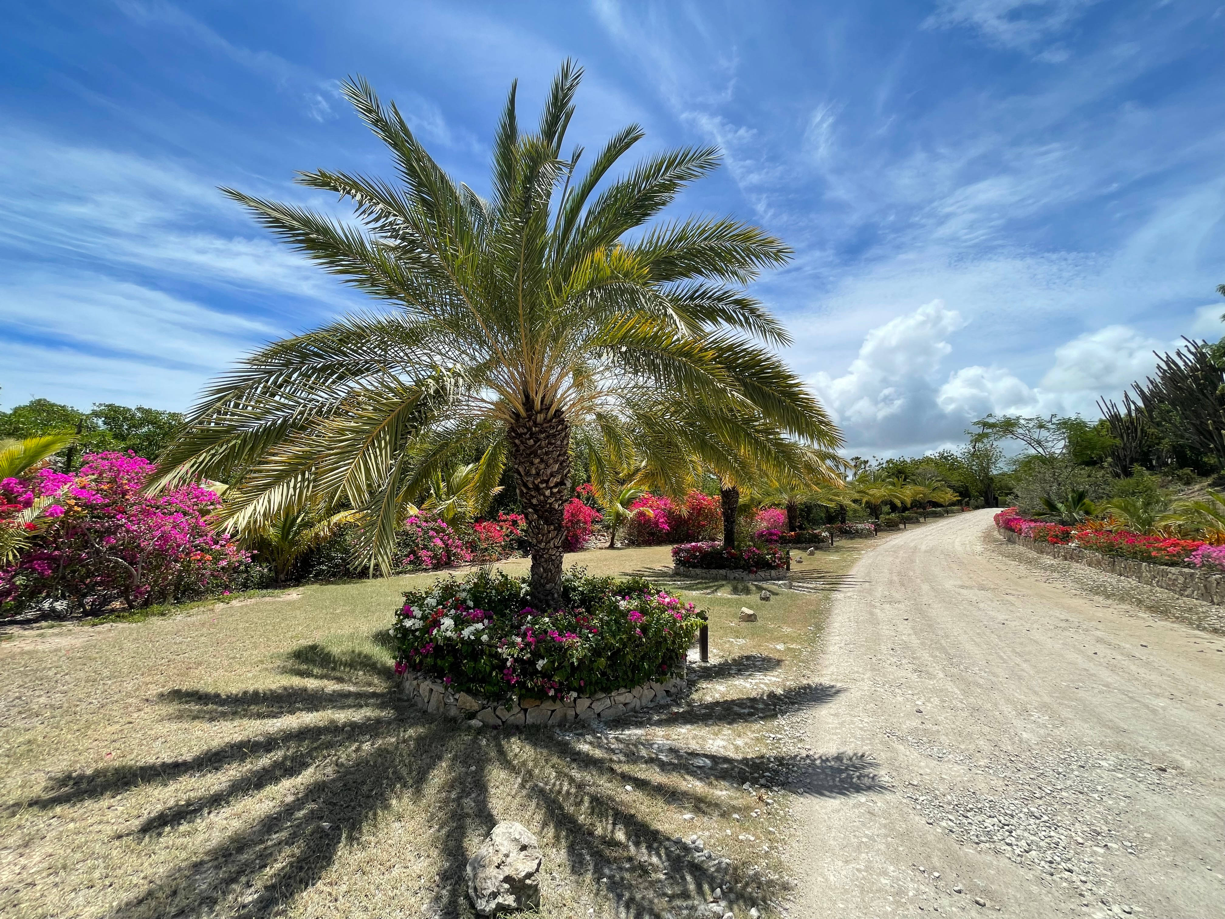 Antigua And Barbuda 桌布 壁紙 — 一條蜿蜒的泥土路繞過中央的棕櫚樹，周圍環繞著鮮豔的粉紅色和白色花朵，在明亮的藍天下有縷縷白雲。
