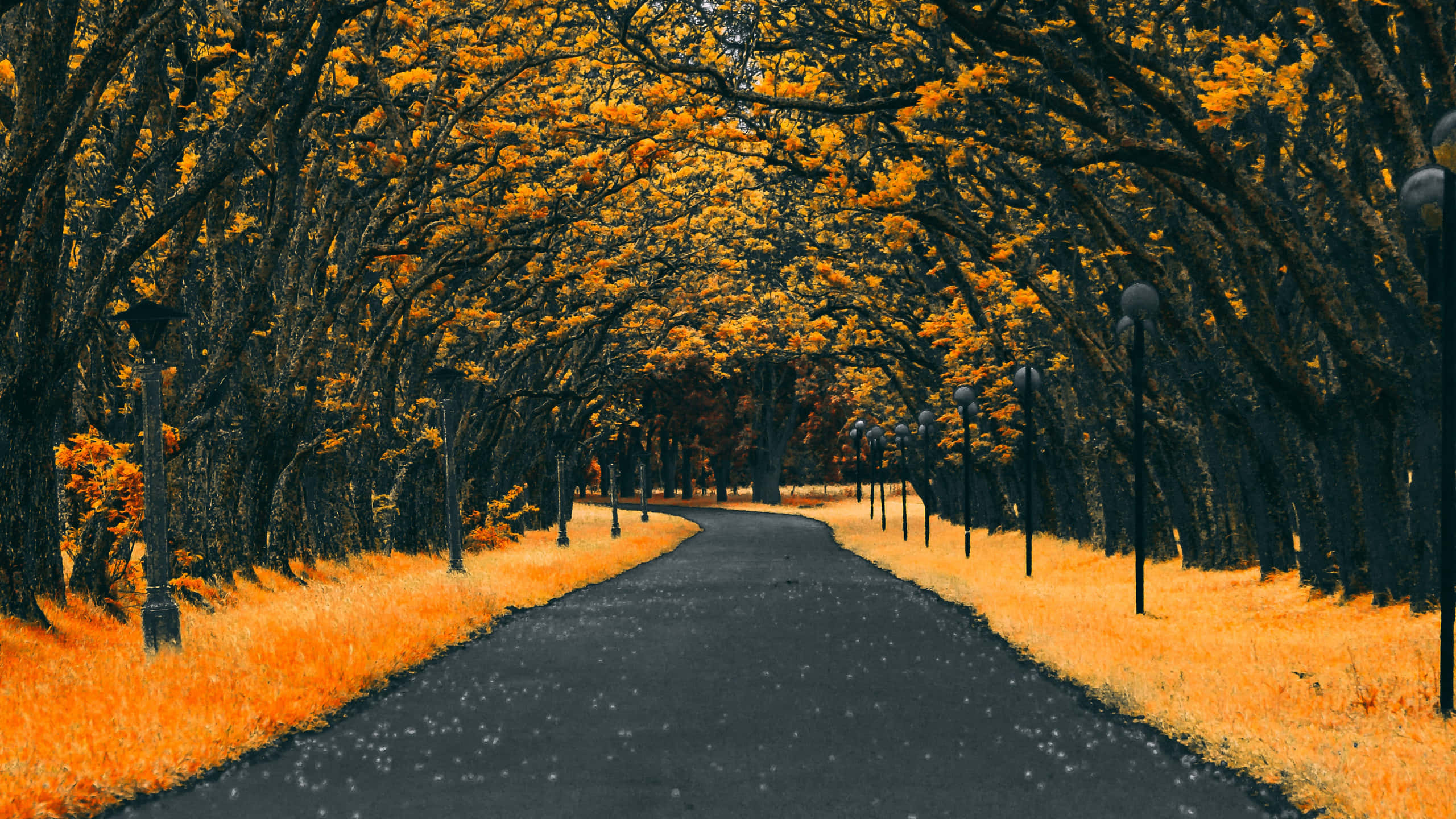 Autumn Season 桌布 壁紙 — 一條蜿蜒的瀝青小徑穿過金色秋樹隧道，樹幹深色，草地鮮橙色。
