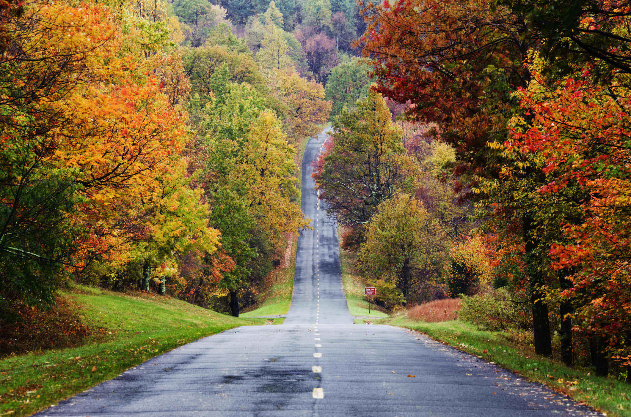 Blue Ridge Parkway 桌布 壁紙 — 一條蜿蜒的瀝青路穿過充滿活力的秋林，樹木展現出火紅的橙色、紅色和金黃色的葉子。