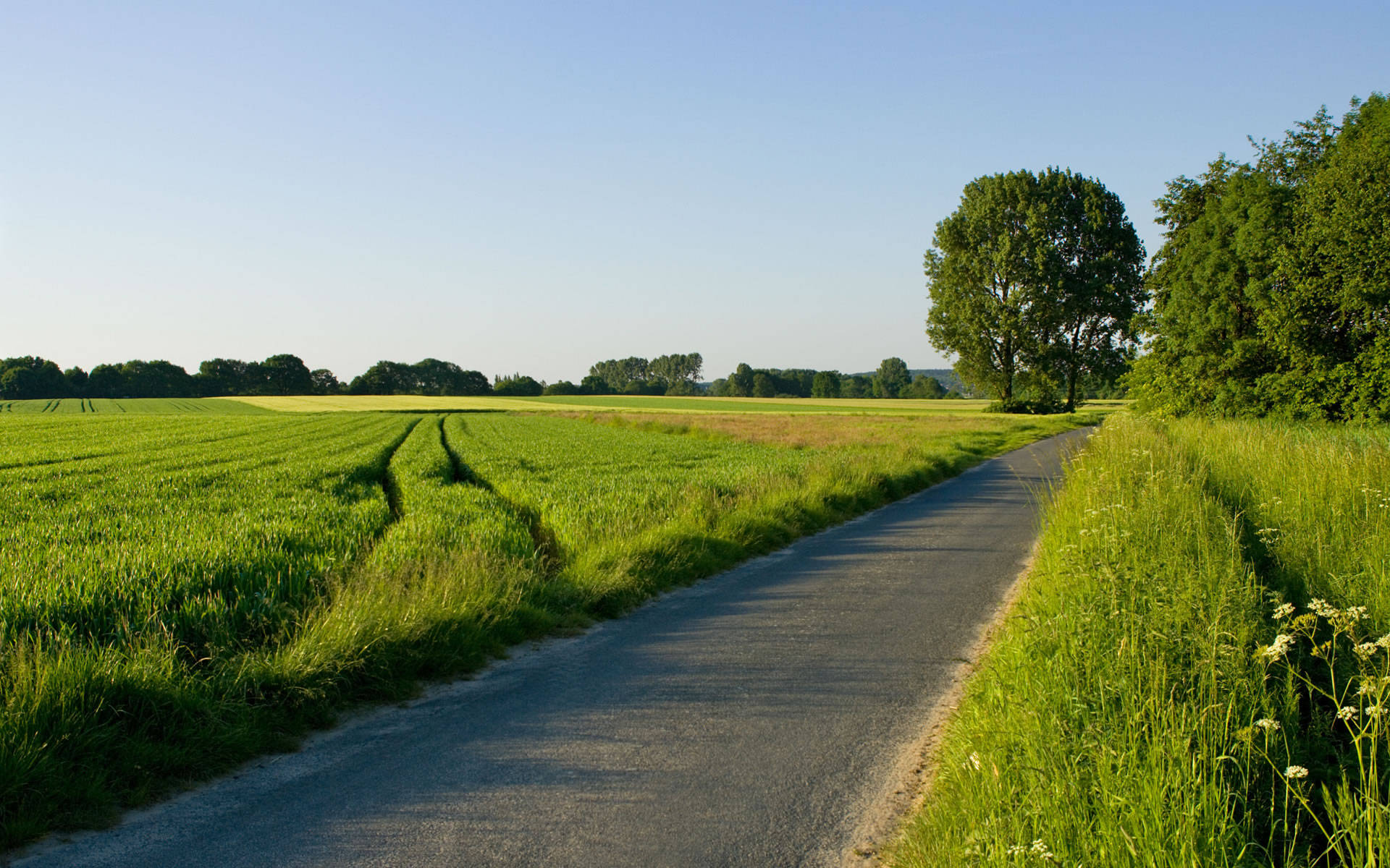 Country Road 桌布 壁紙 — 一條蜿蜒的瀝青路穿過充滿活力的綠色田野，在晴朗的藍天下，樹木排列在地平線上。