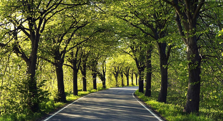 Among Trees 桌布 壁紙 — 一條蜿蜒的瀝青路穿過充滿活力的綠色樹葉隧道，沐浴在明亮的陽光下。